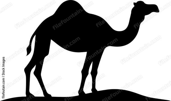 Camel