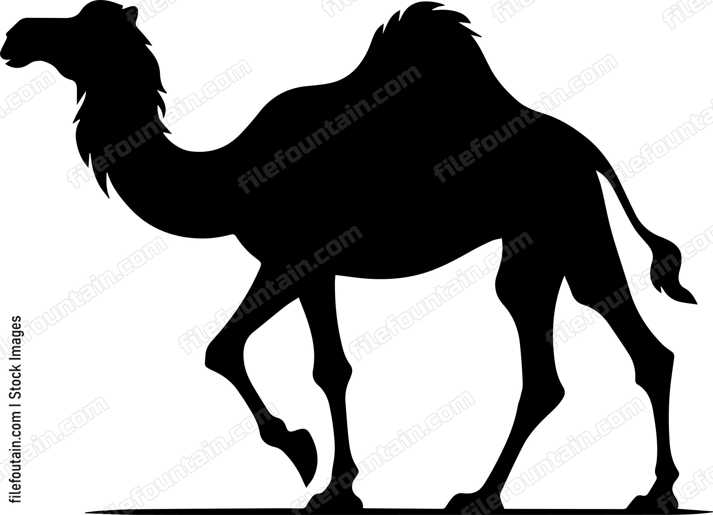 Camel