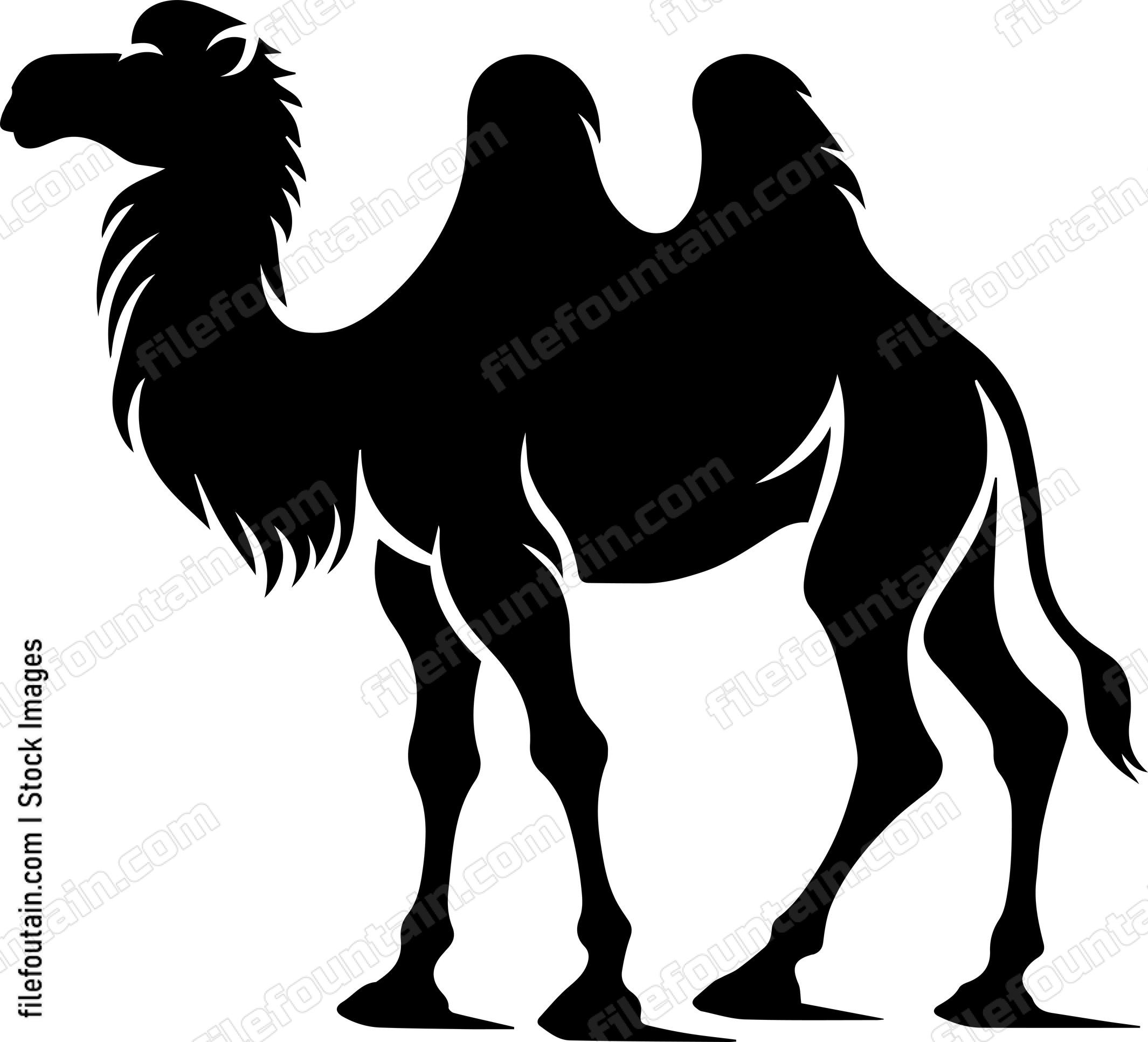 Camel