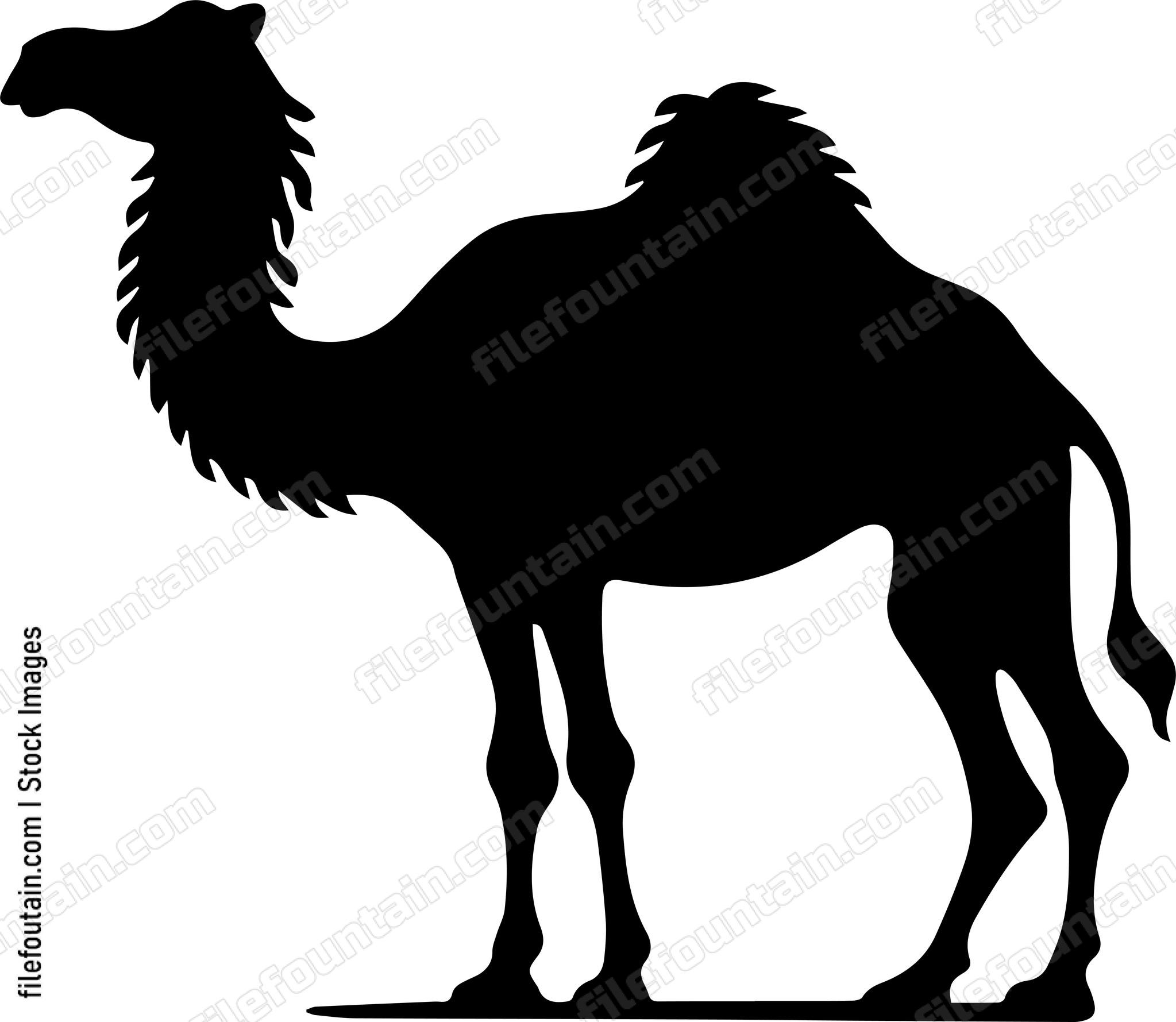 Camel