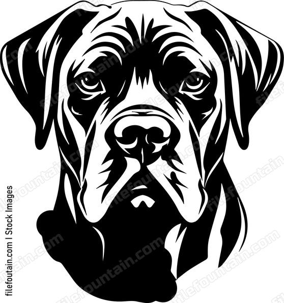 Cane Corso