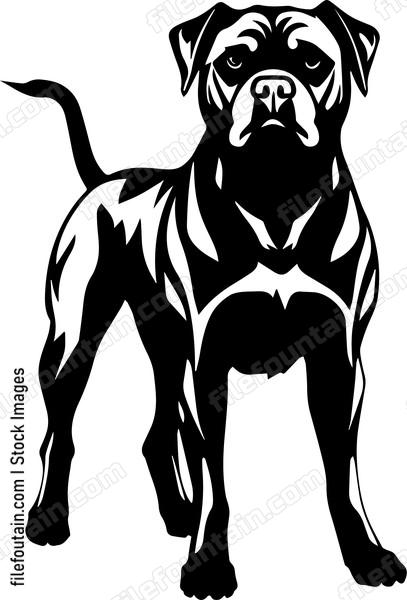 Cane Corso