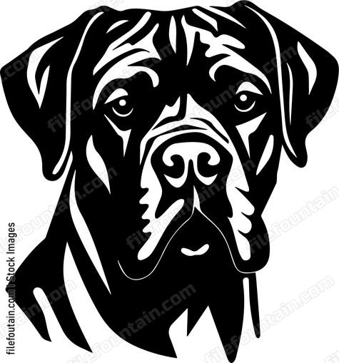 Cane Corso