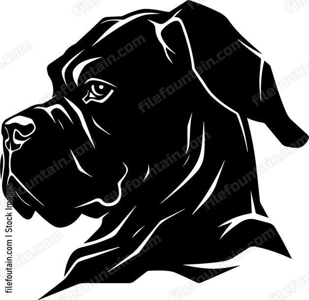 Cane Corso