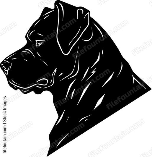 Cane Corso