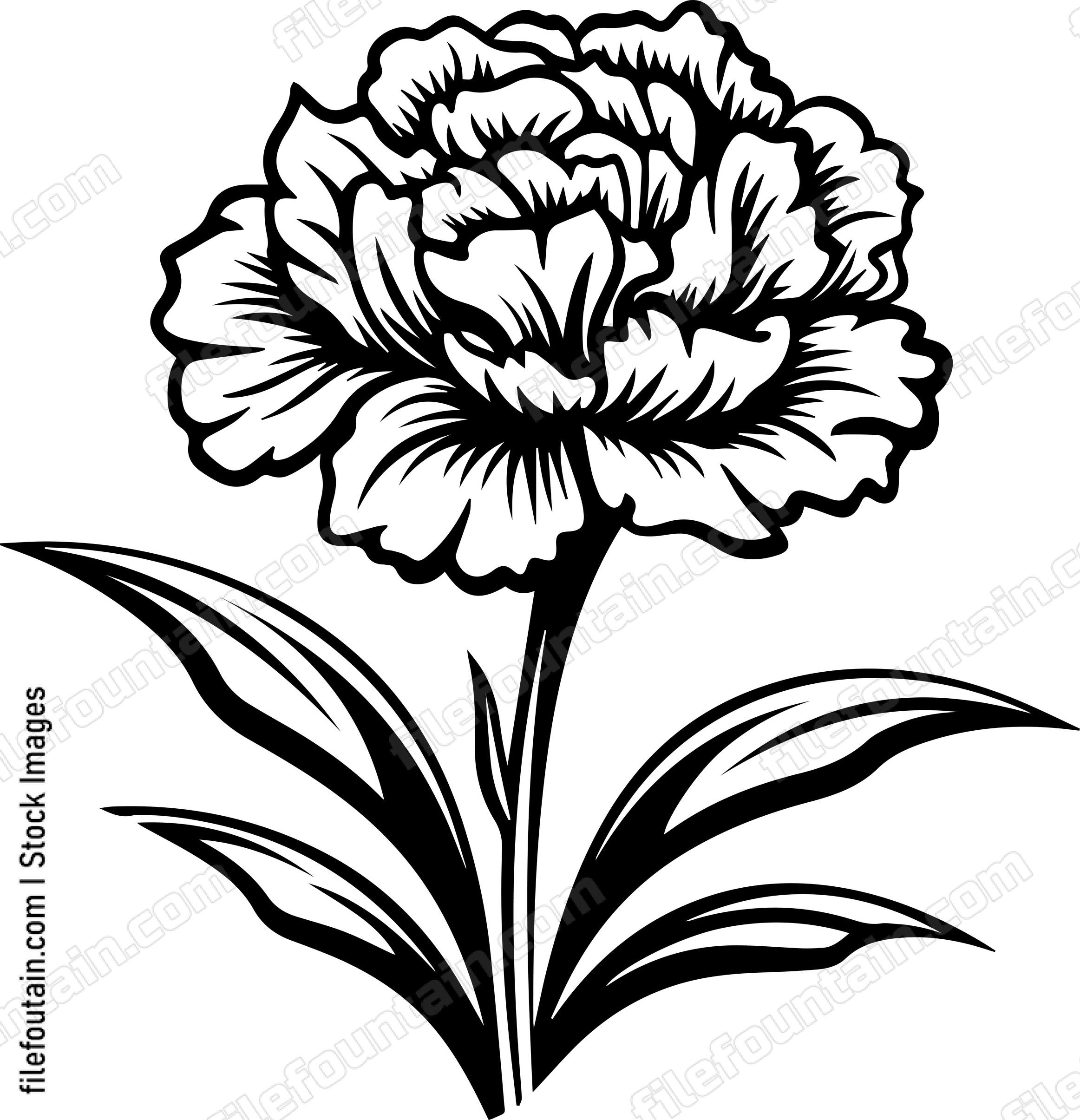 Carnation Fower