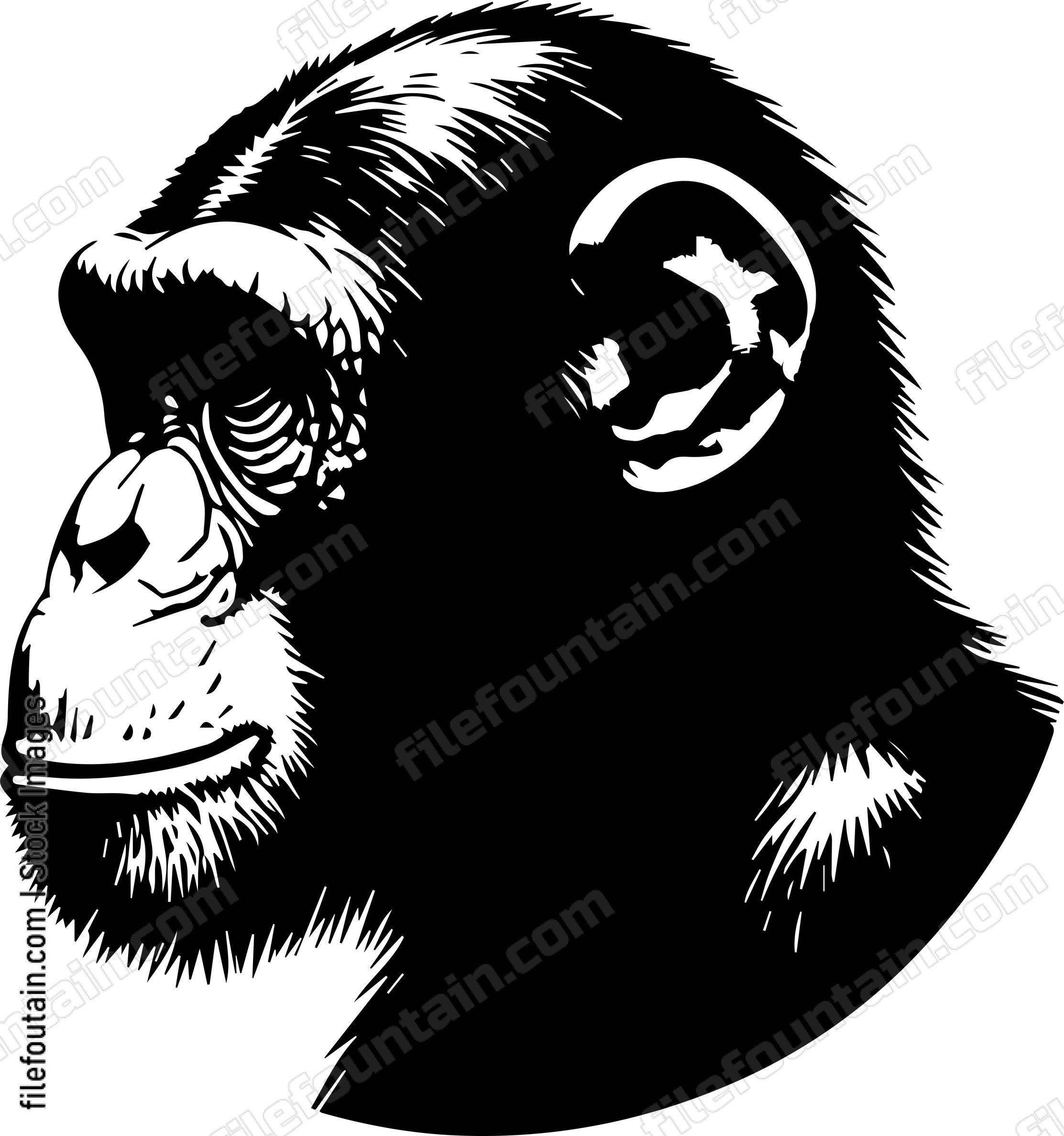 Chimpanzee
