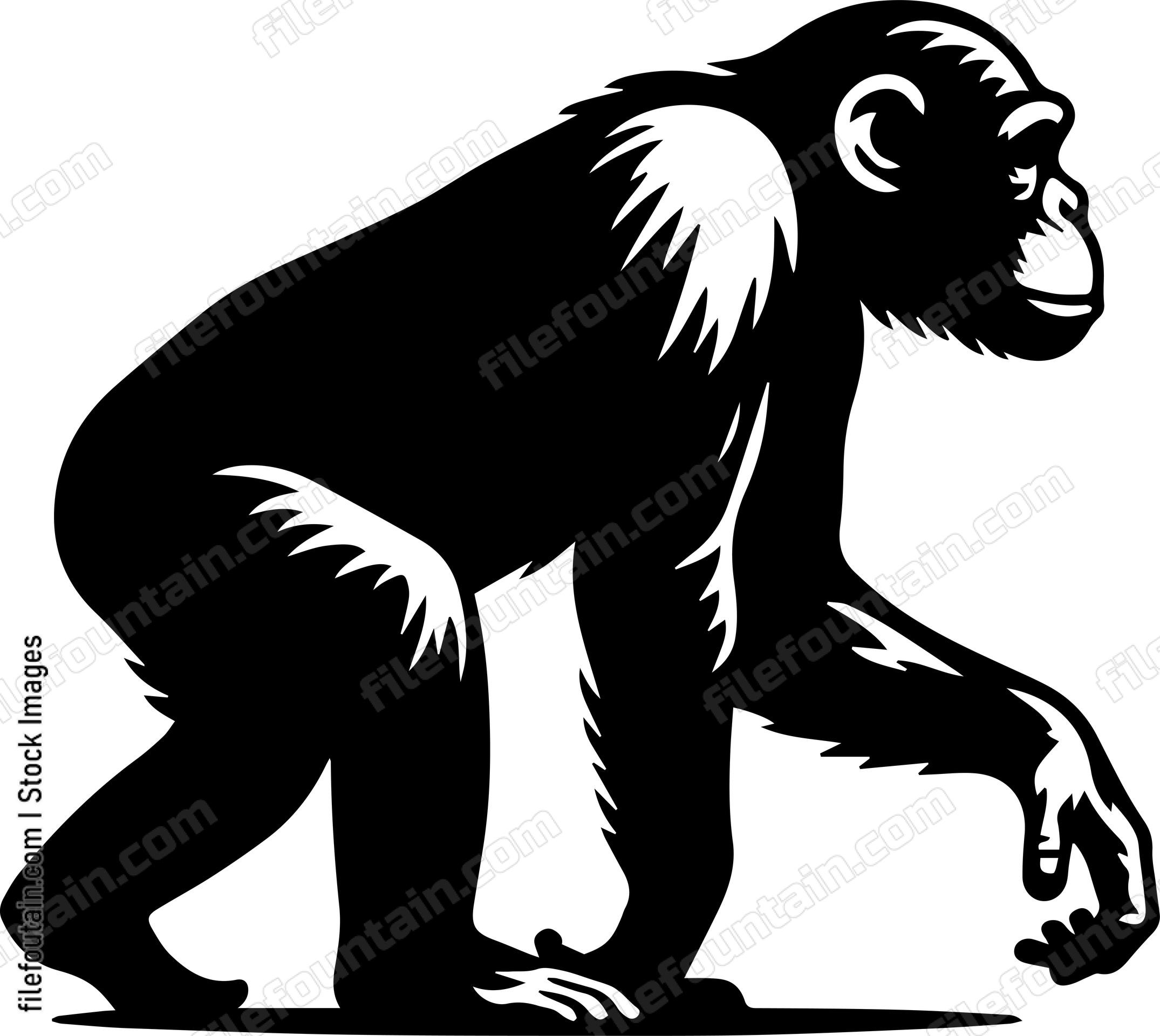 Chimpanzee