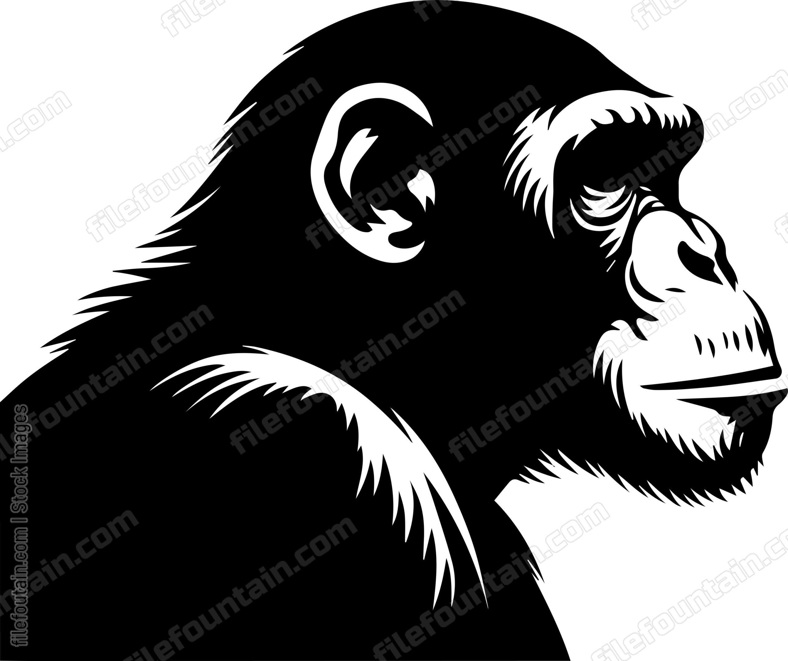 Chimpanzee