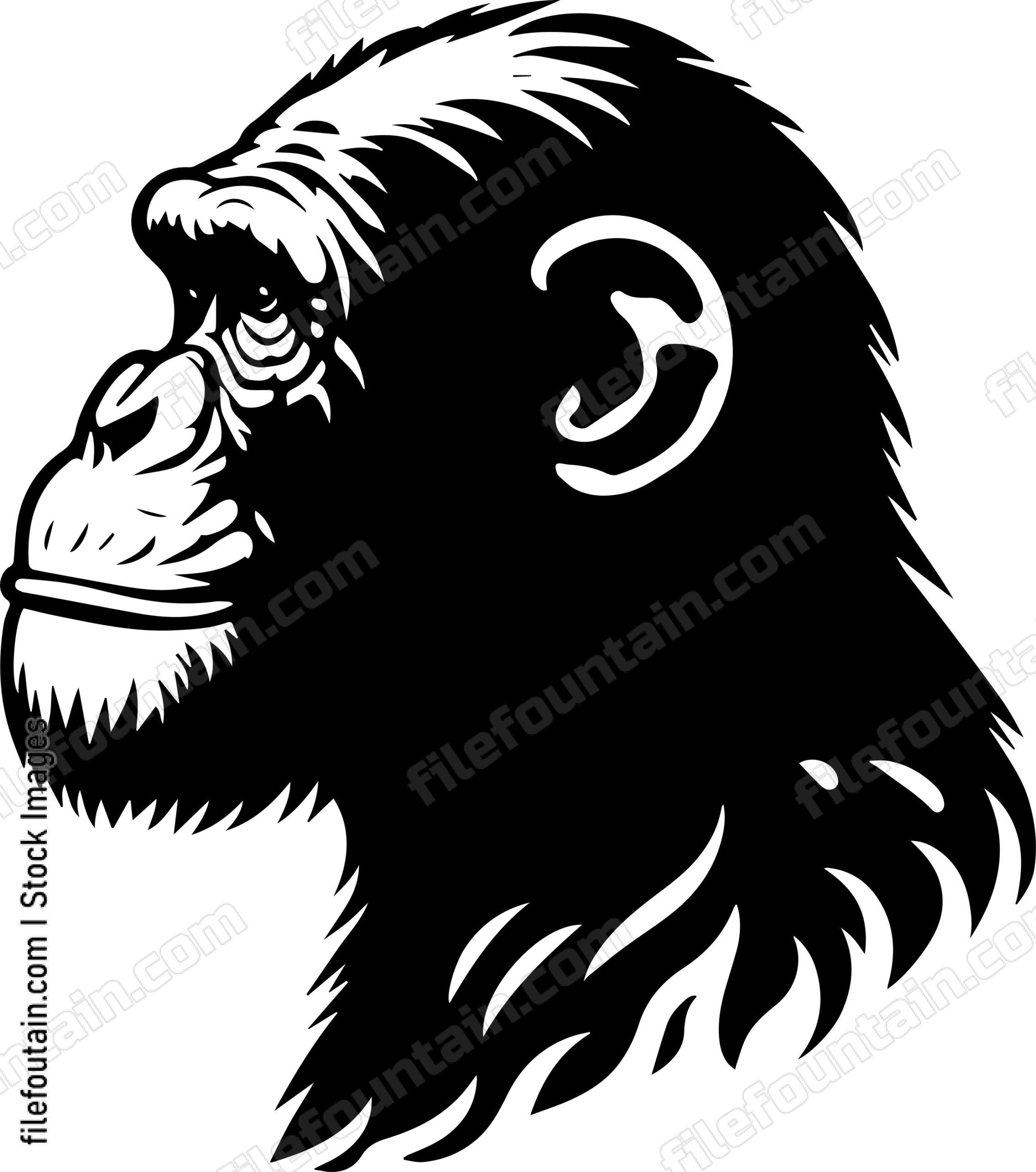 Chimpanzee