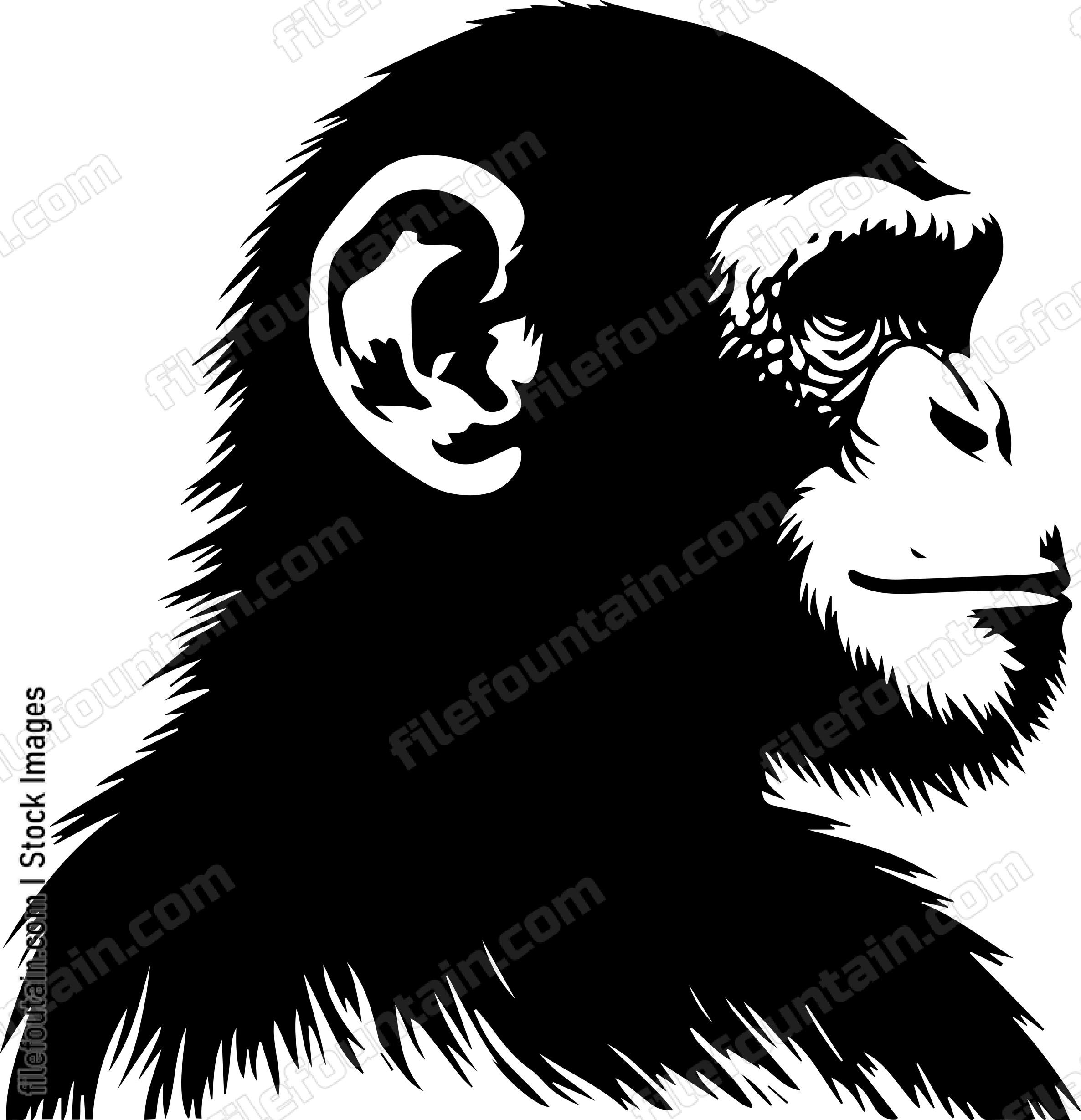 Chimpanzee