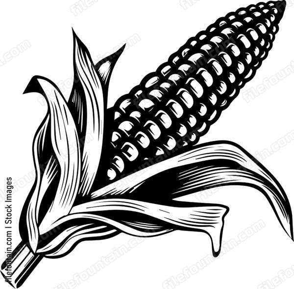 Corn