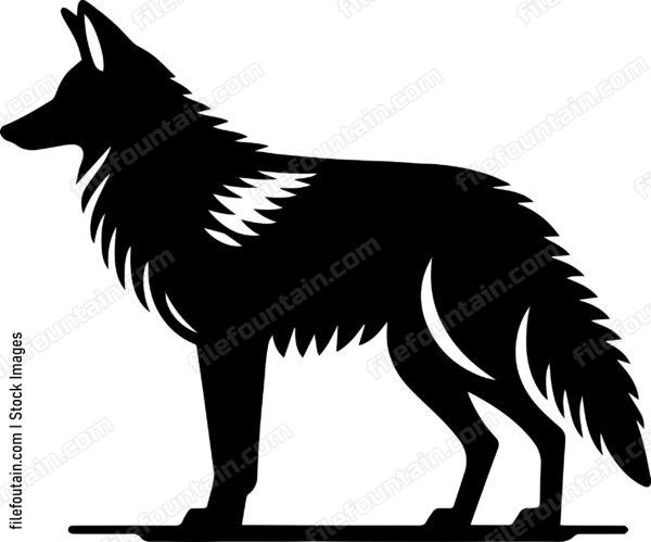 Coyote