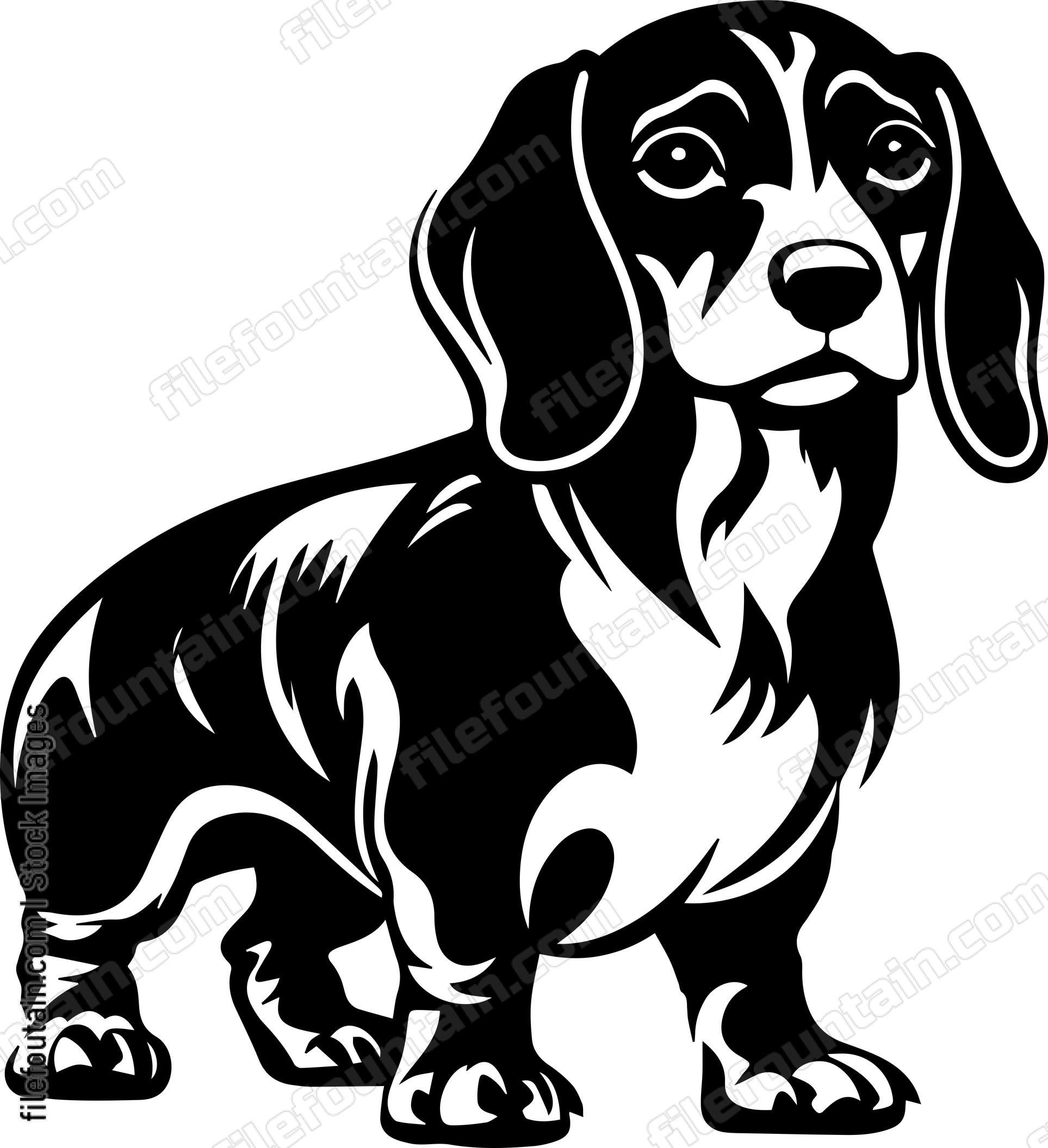 Dachshund