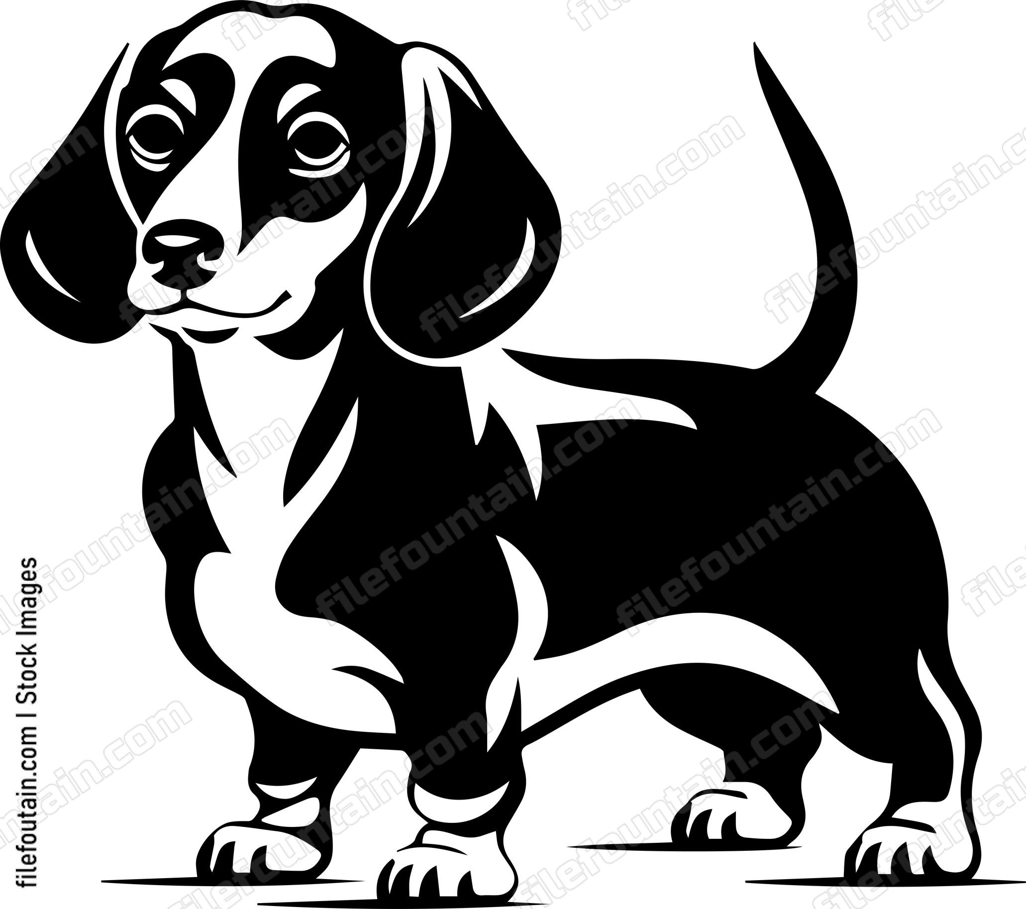 Dachshund
