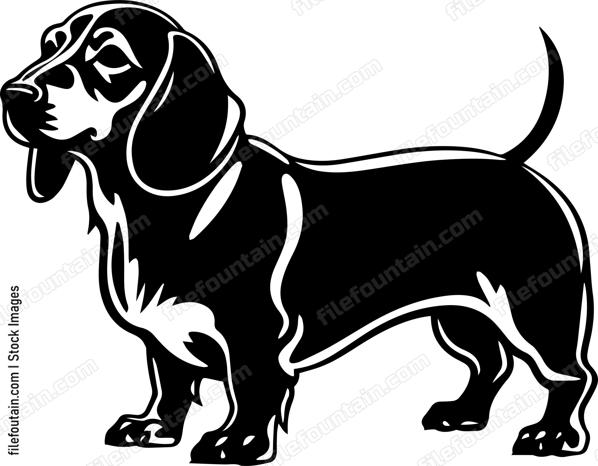 Dachshund