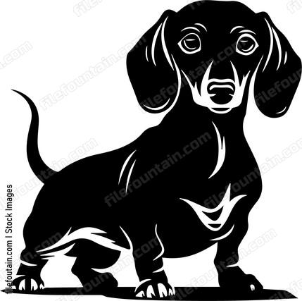 Dachshund