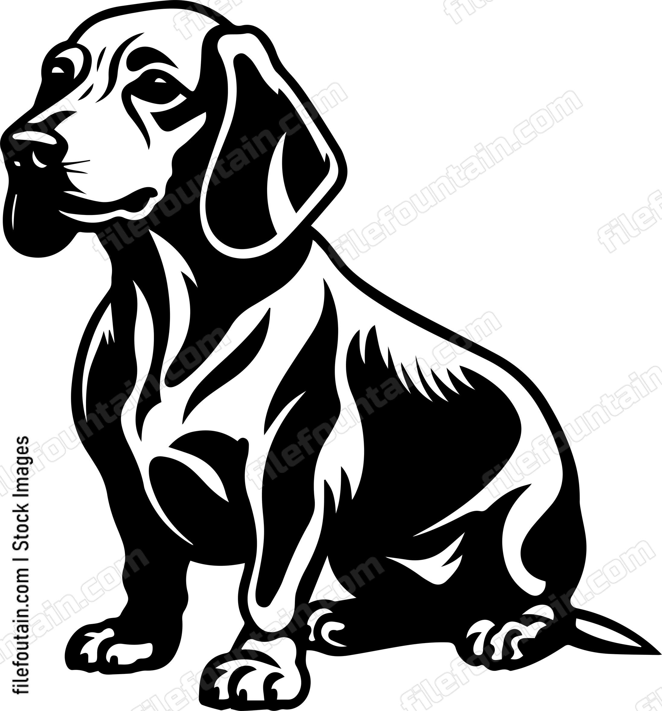 Dachshund