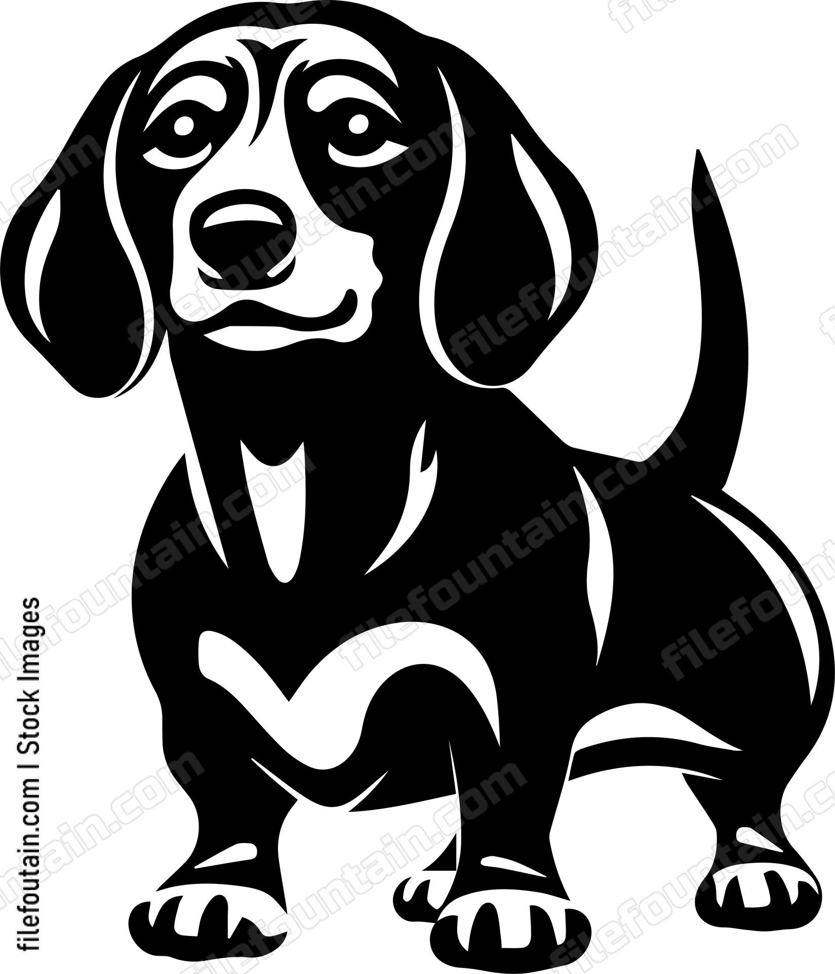 Dachshund