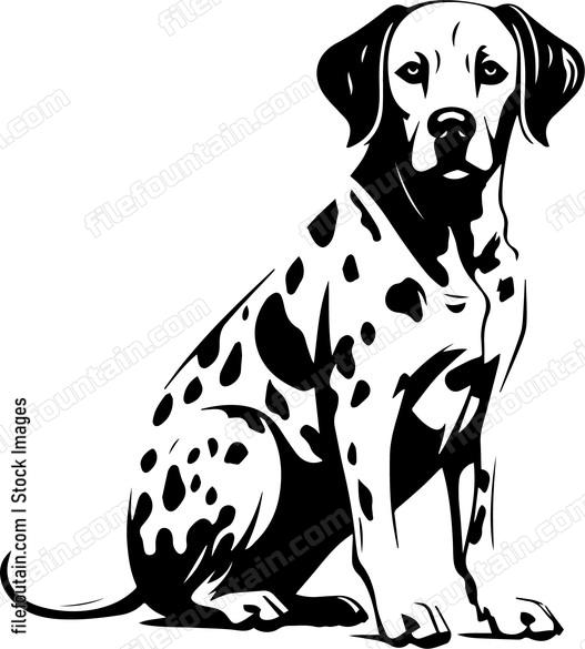 Dalmatian