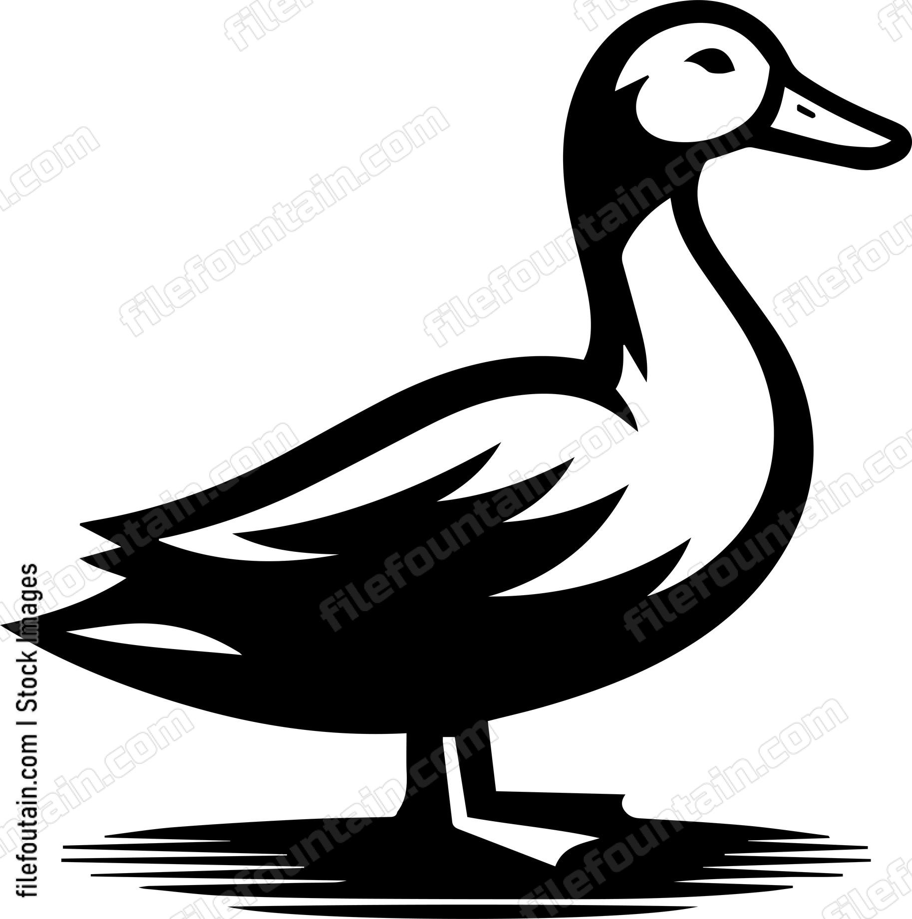 Duck
