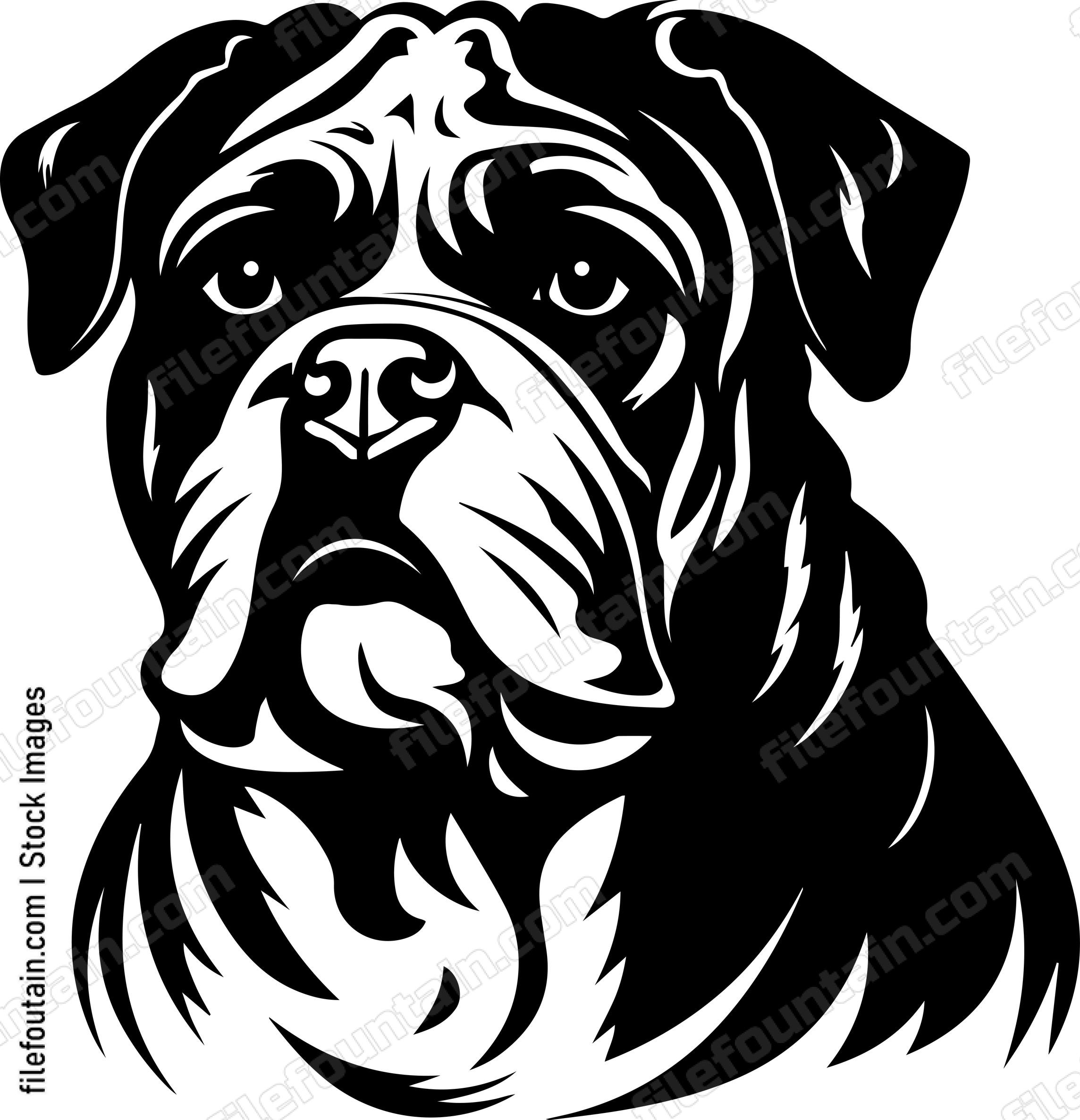 English Bulldog