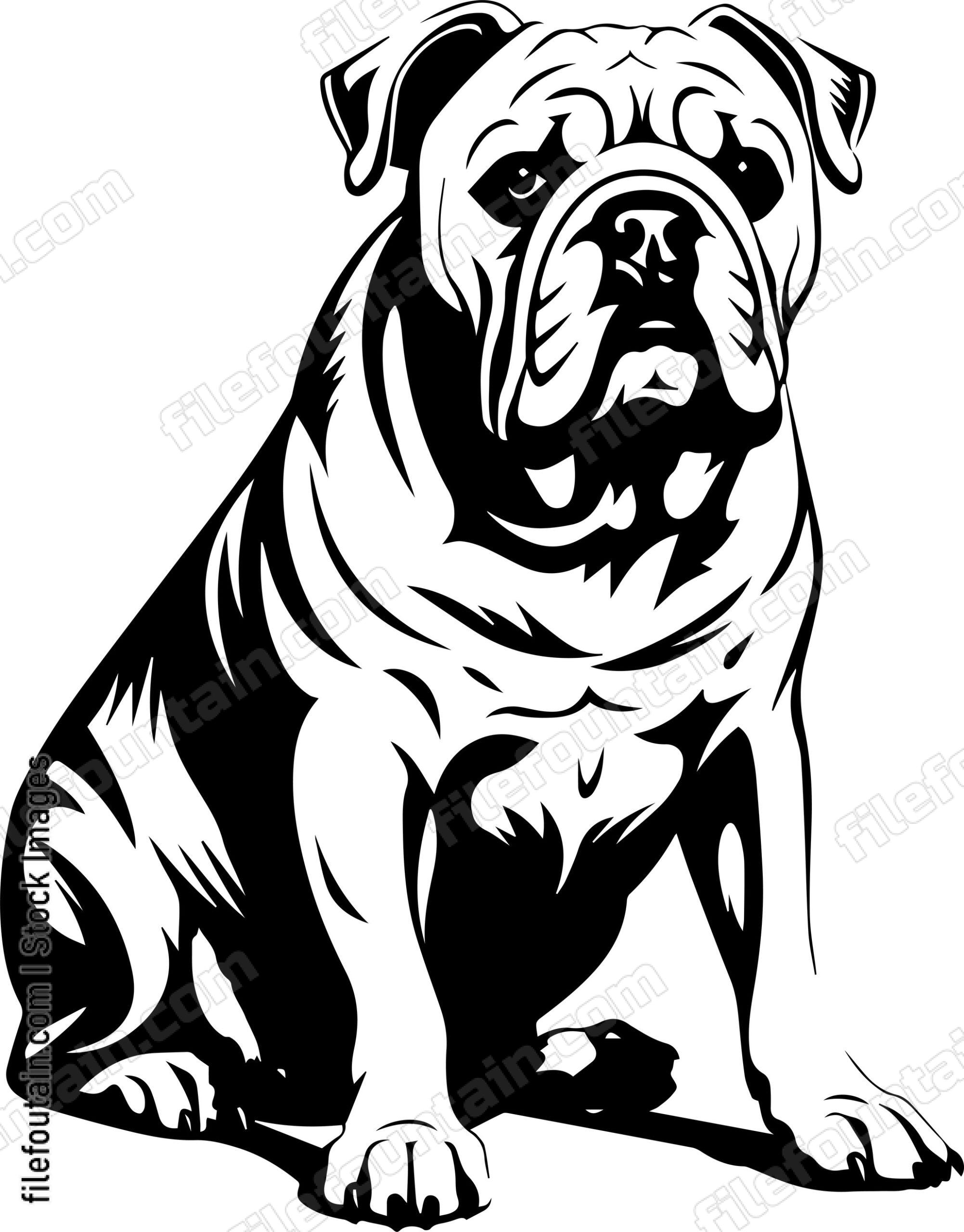 English Bulldog