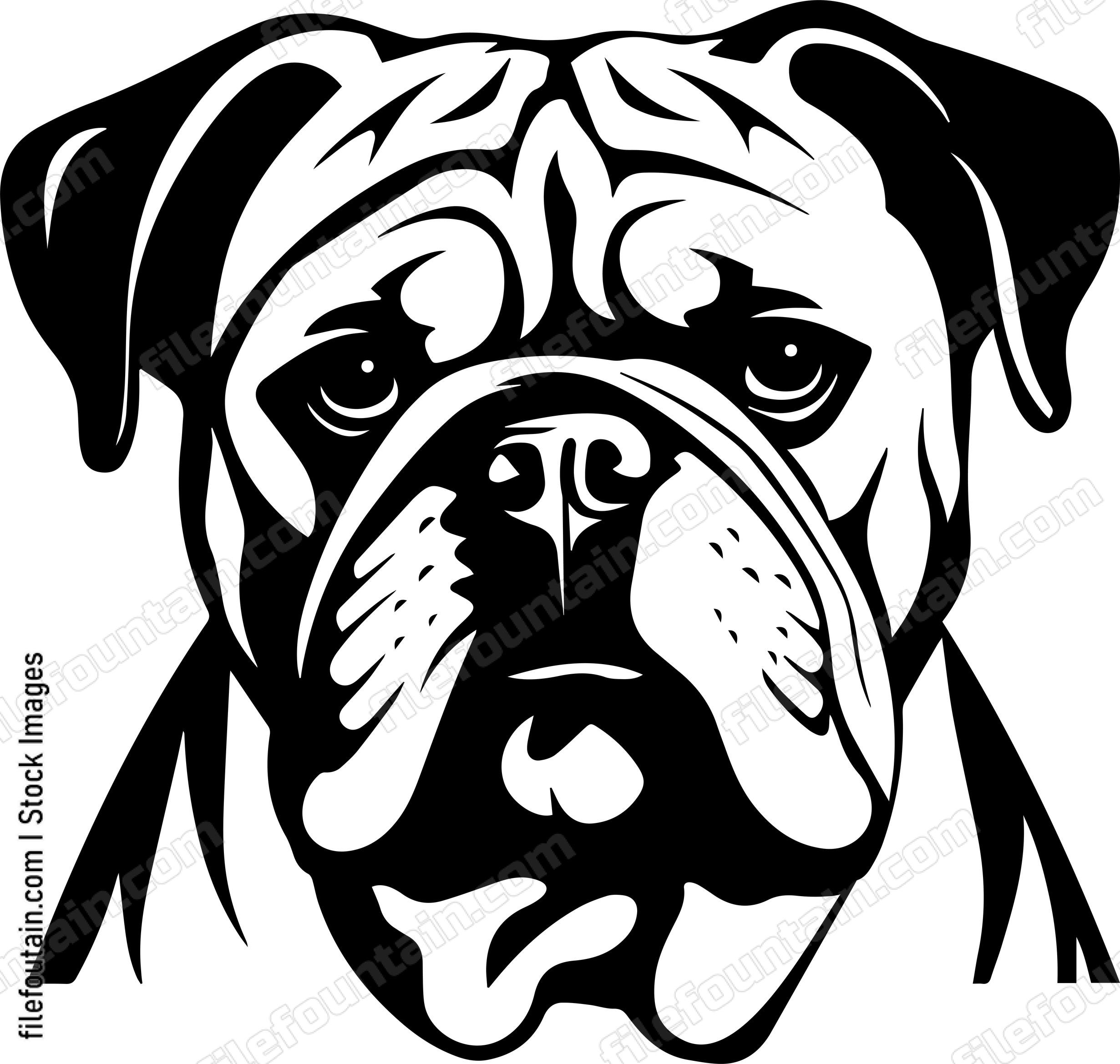 English Bulldog