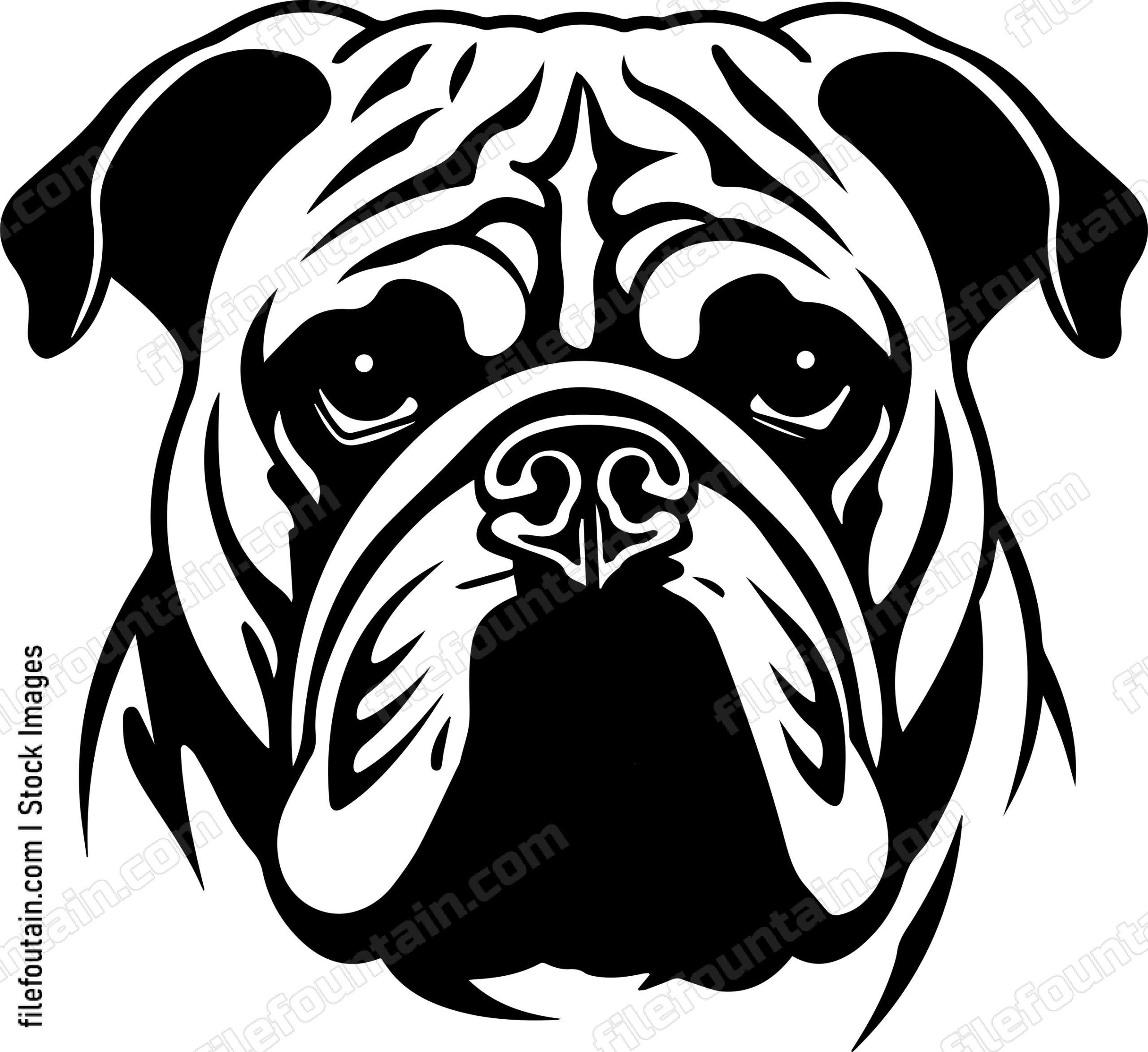 English Bulldog
