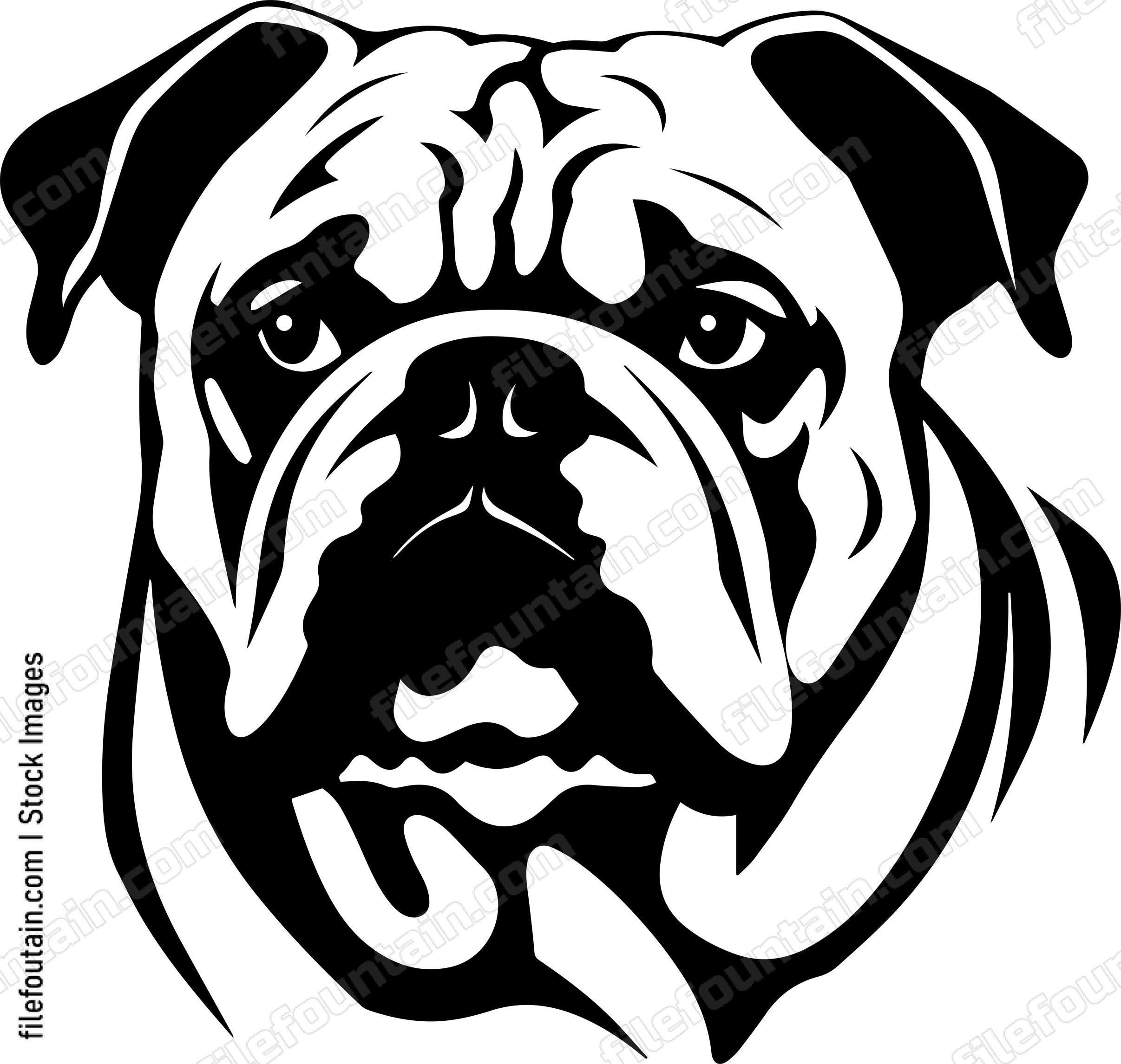 English Bulldog