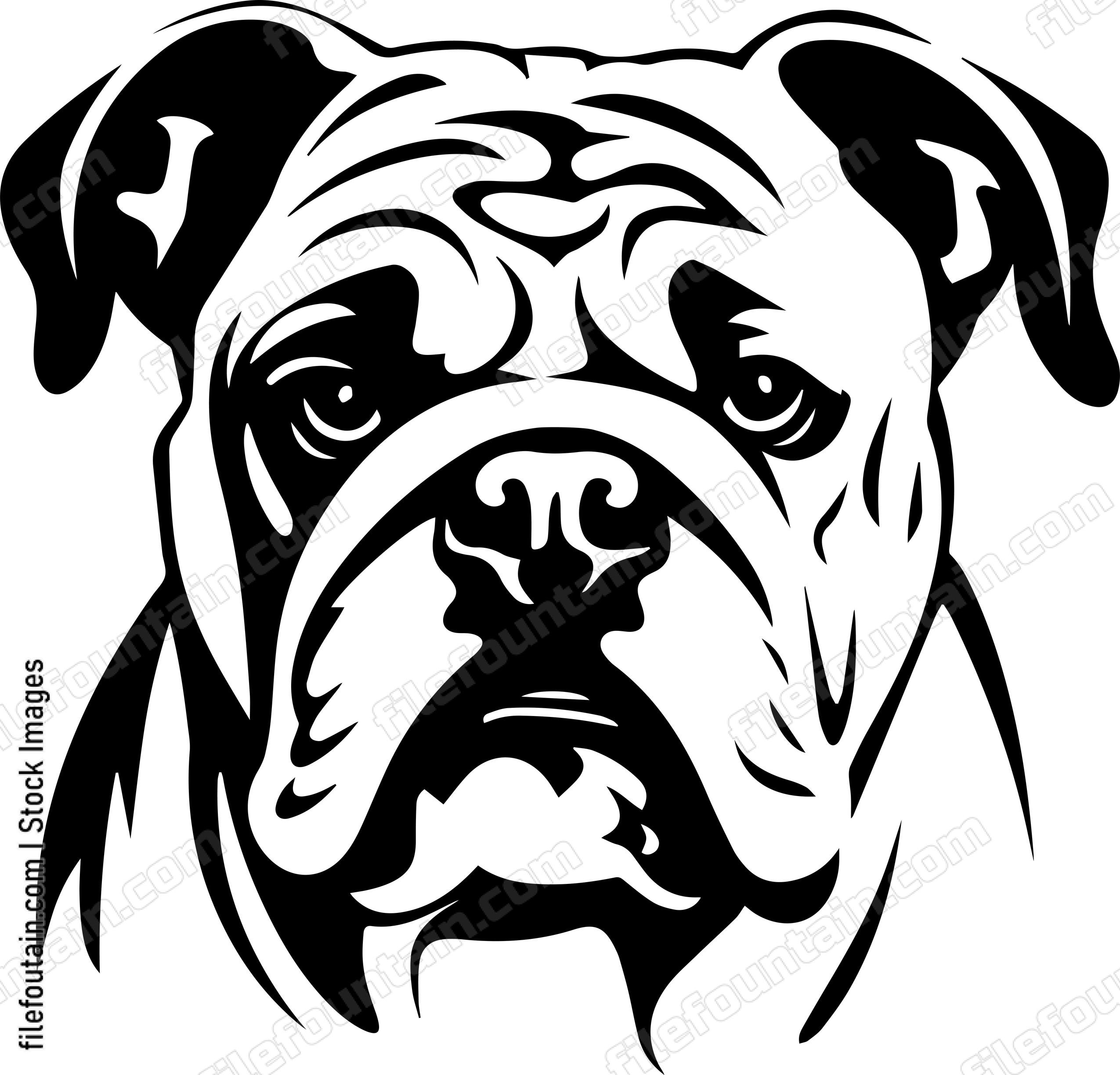 English Bulldog