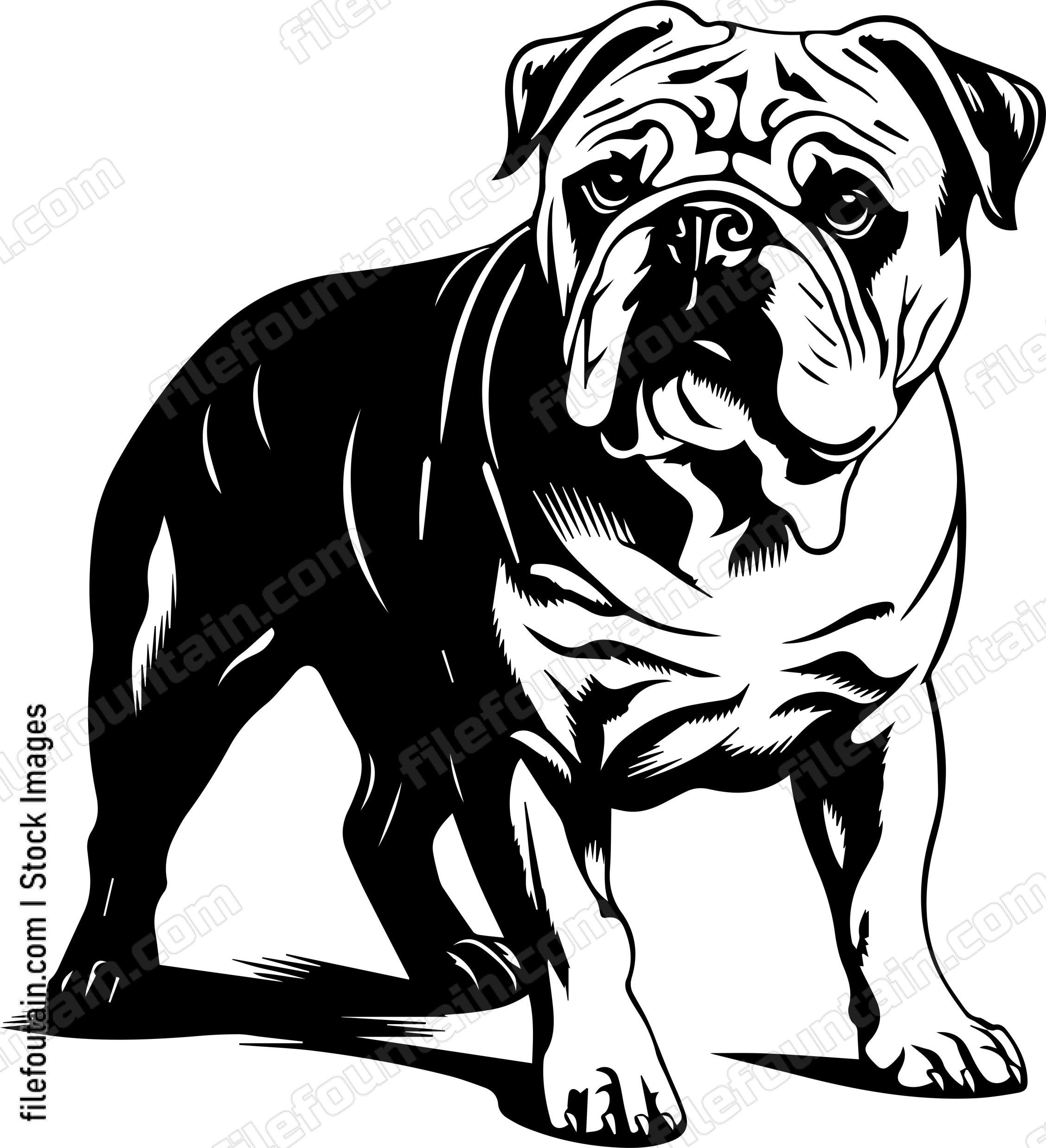 English Bulldog