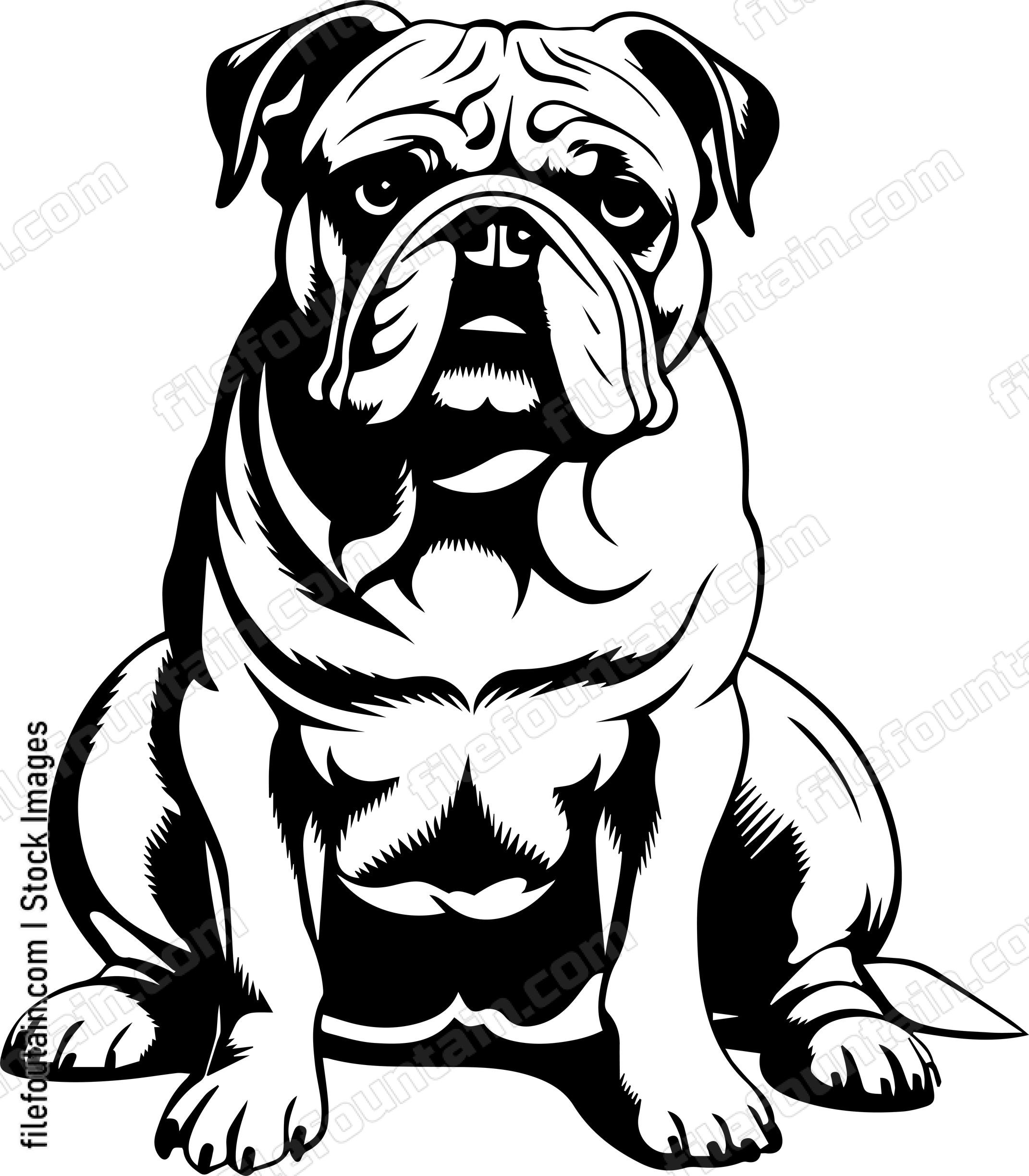 English Bulldog