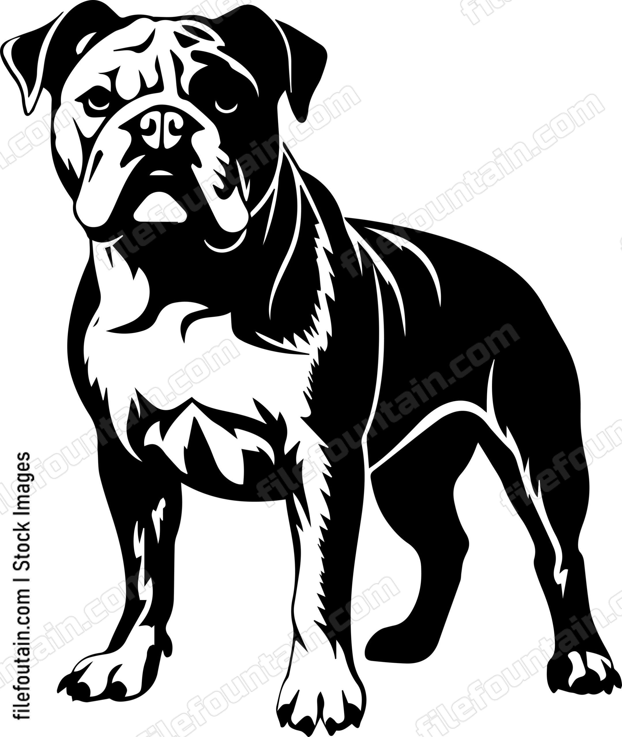 English Bulldog
