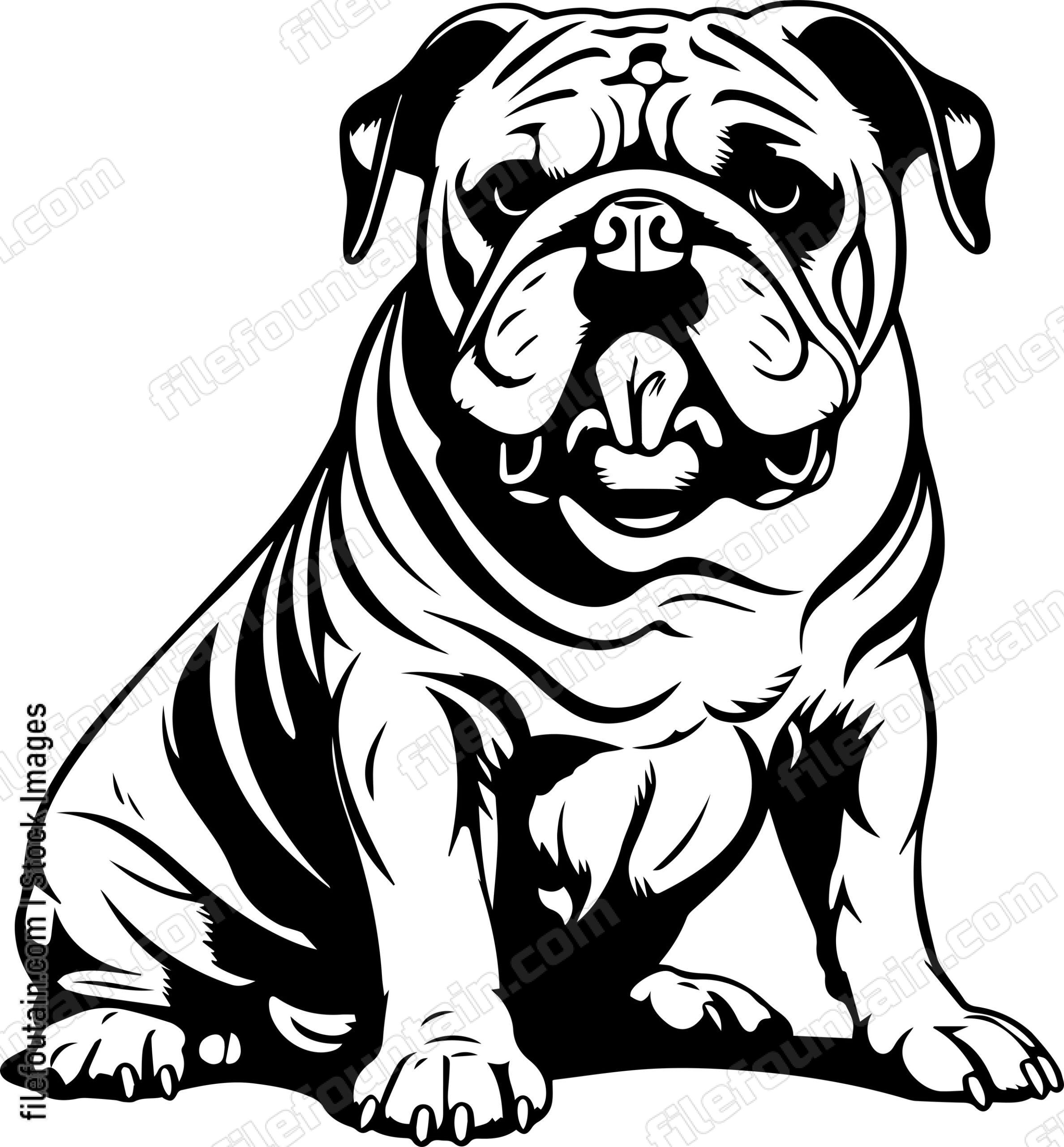 English Bulldog