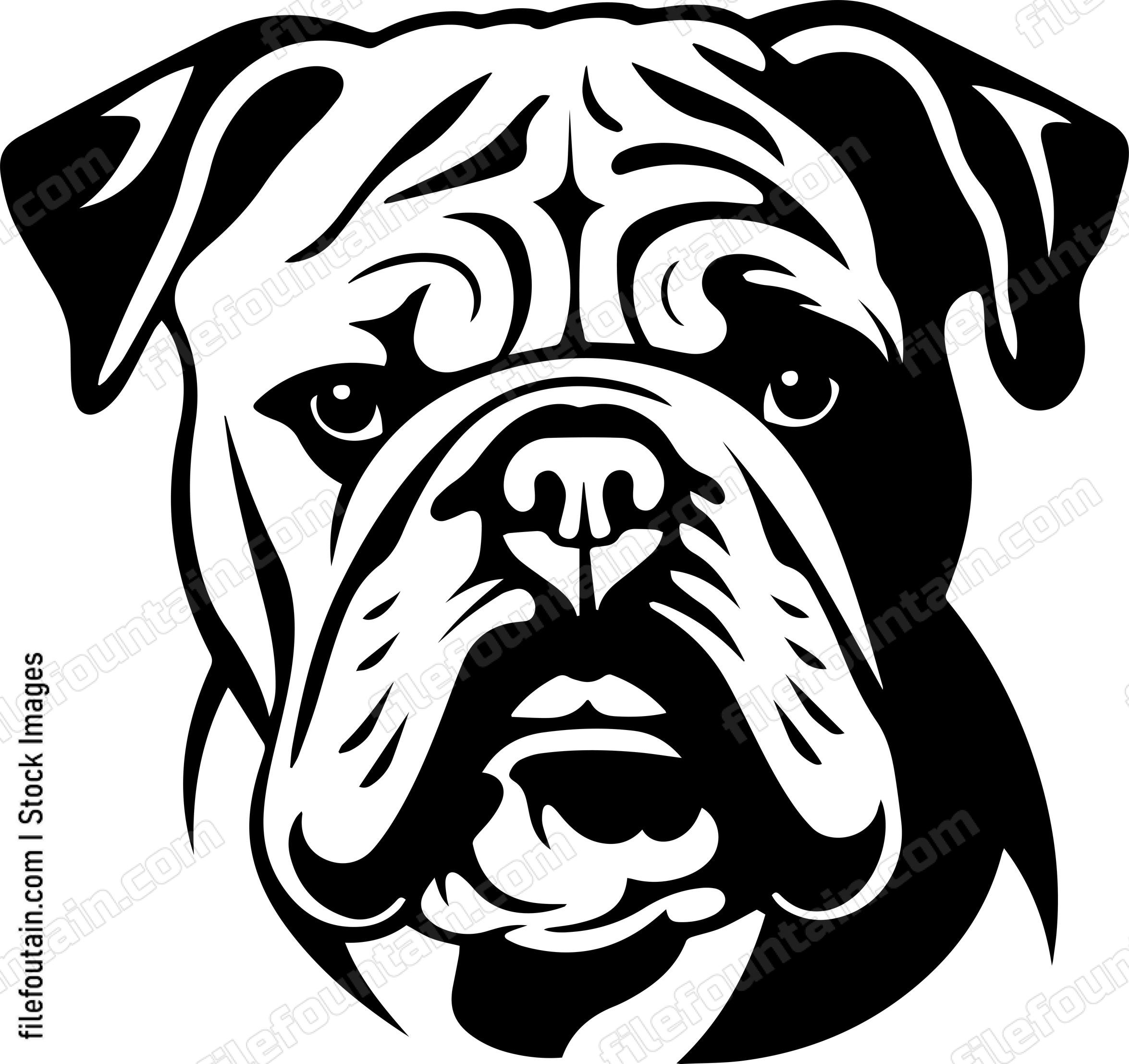 English Bulldog