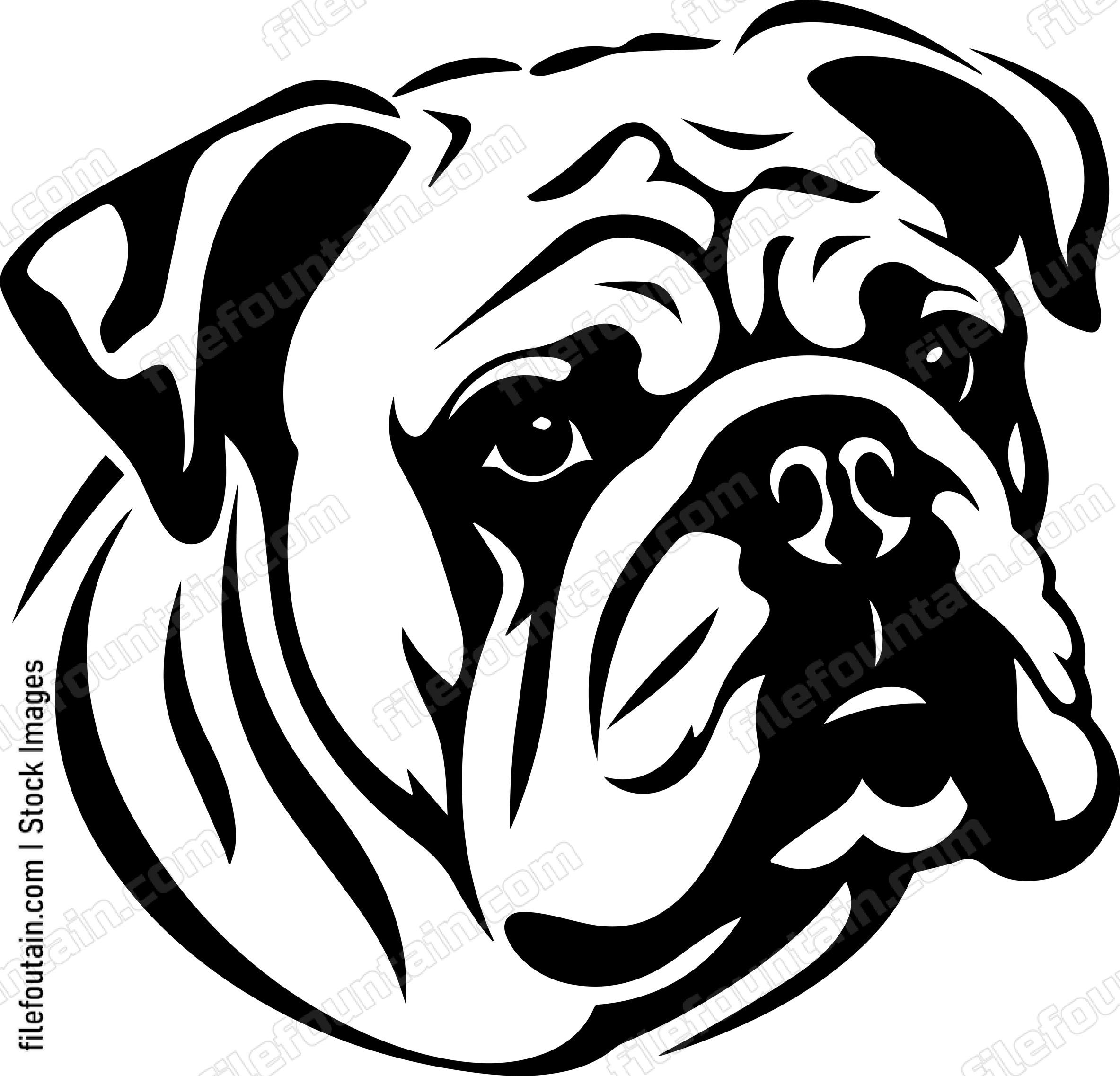 English Bulldog