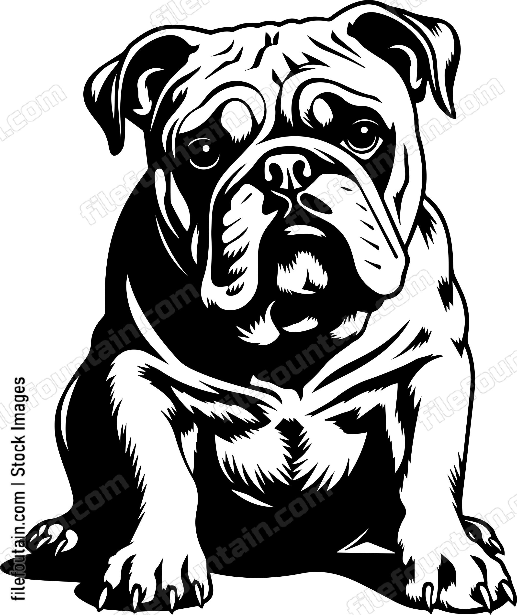 English Bulldog