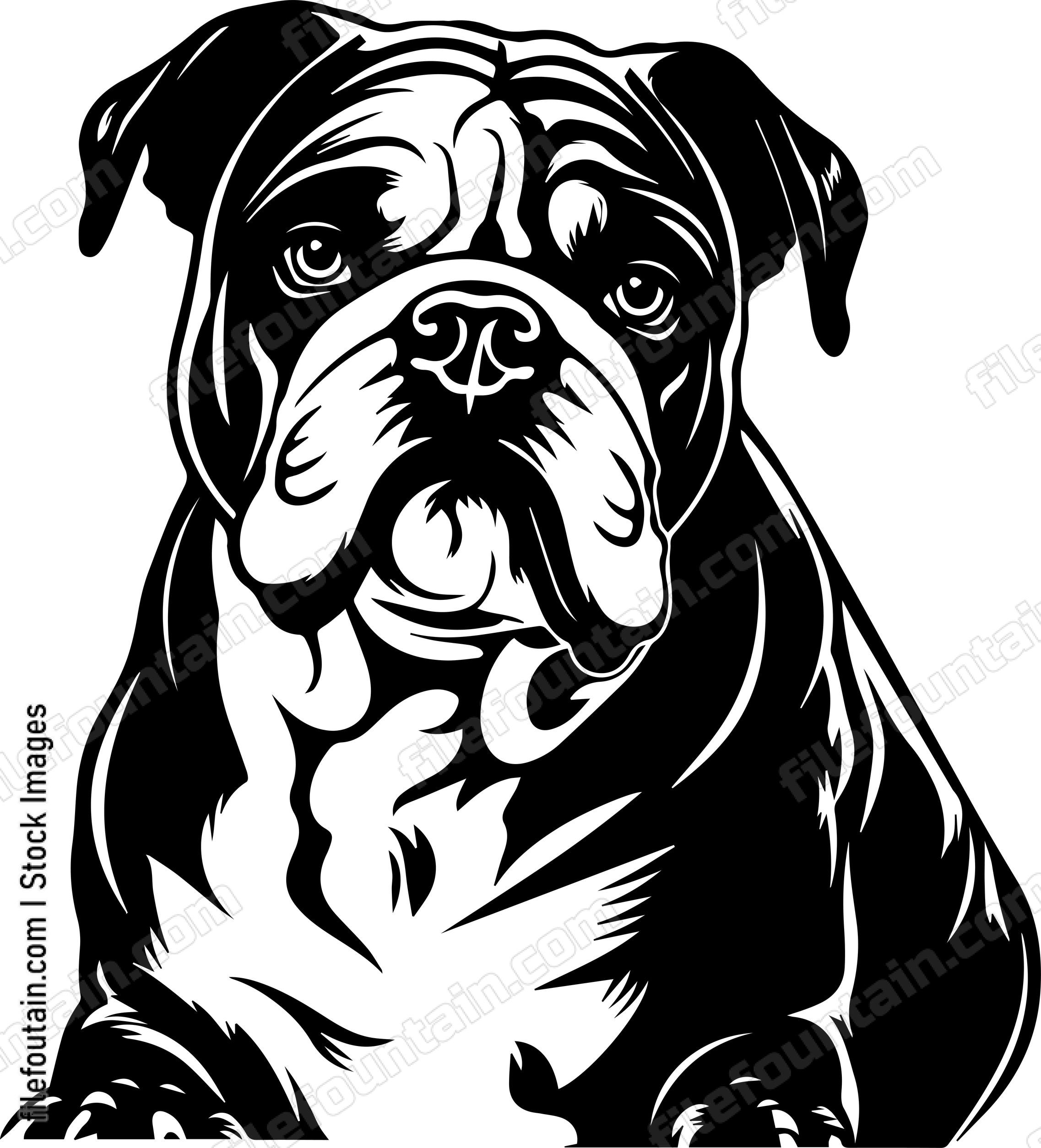 English Bulldog