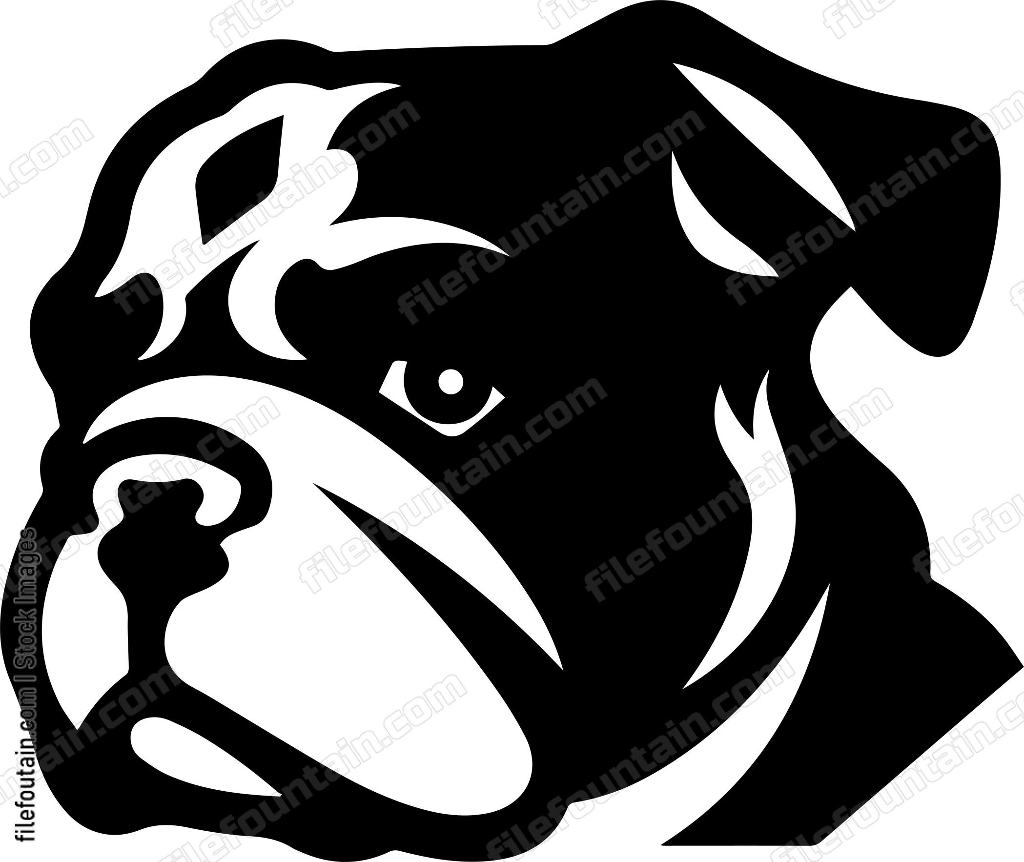 English Bulldog