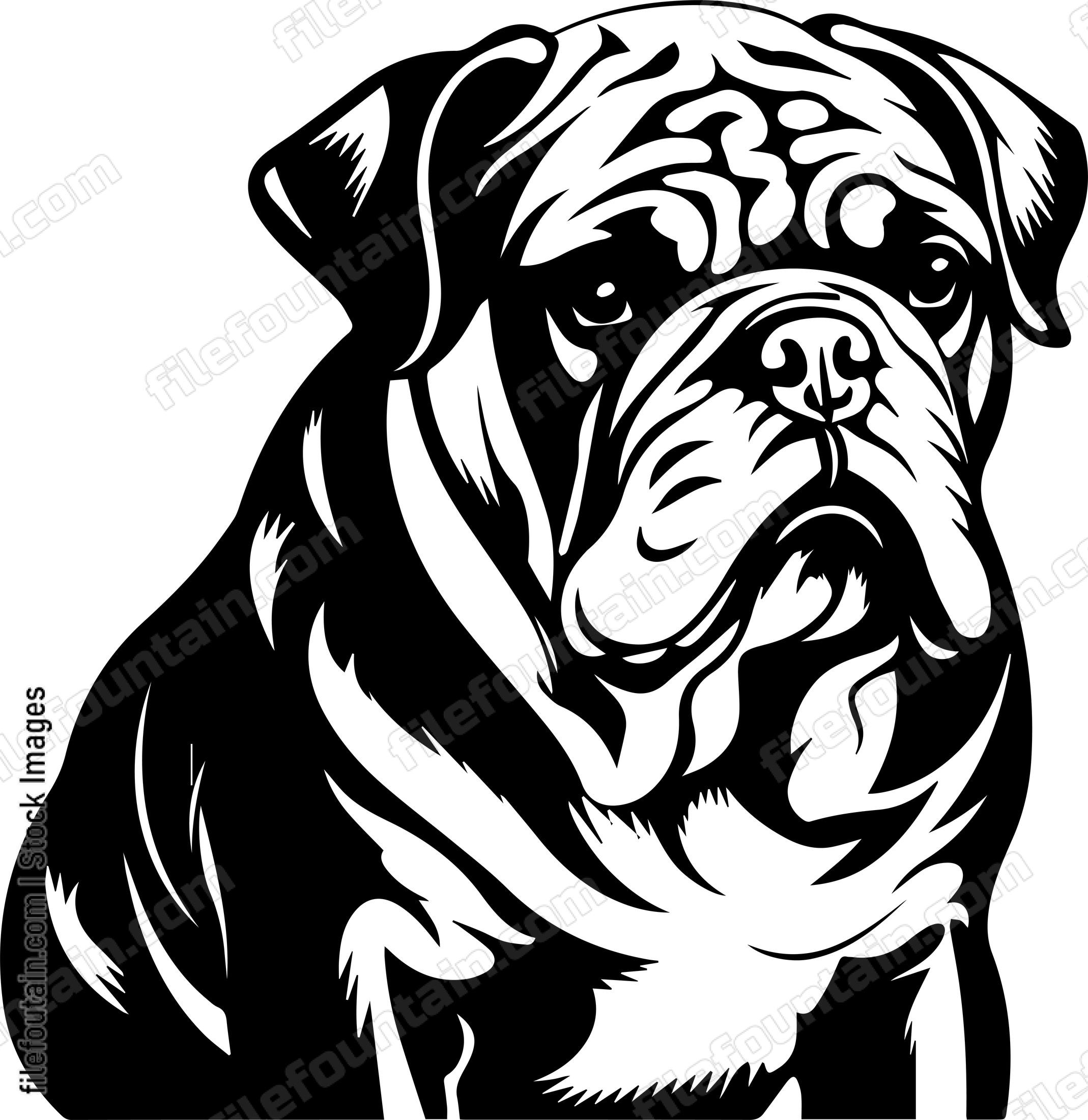 English Bulldog