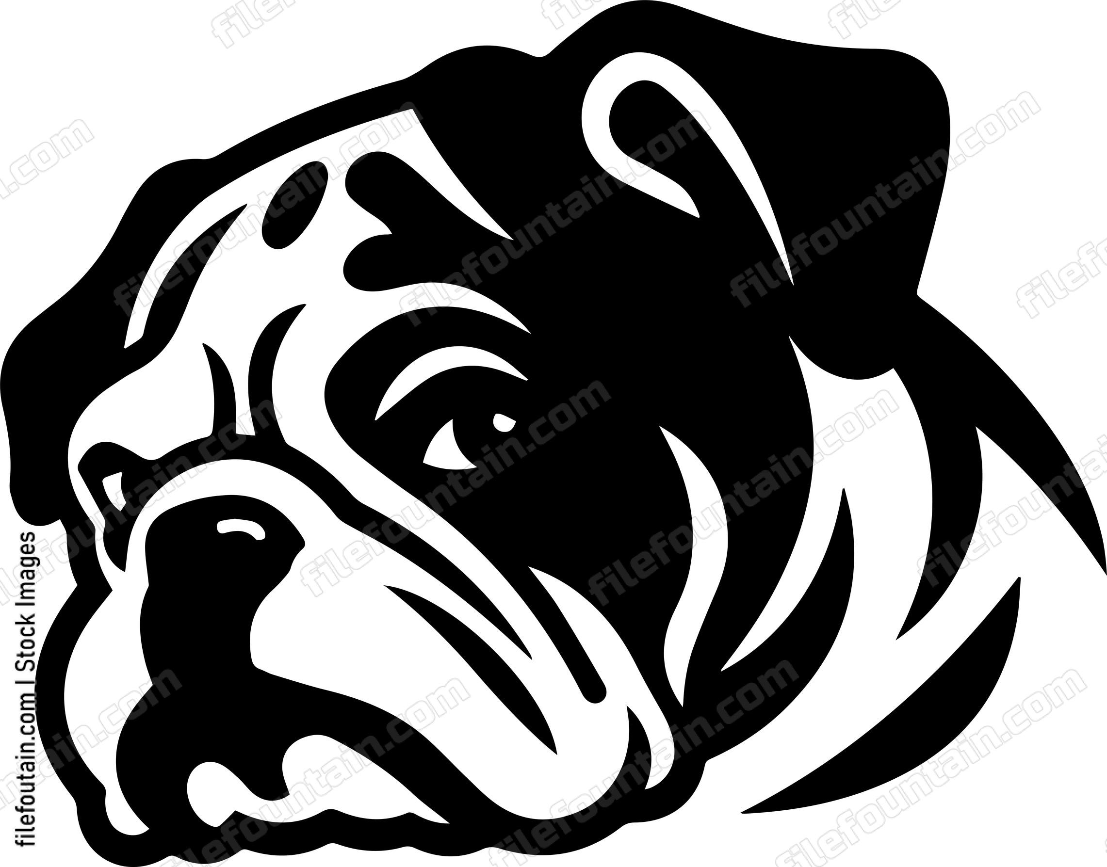 English Bulldog