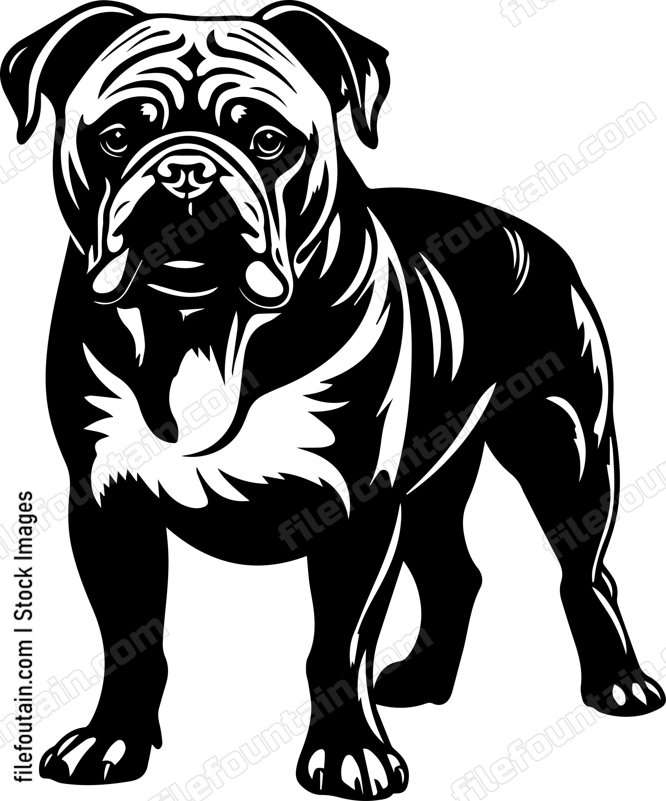 English Bulldog