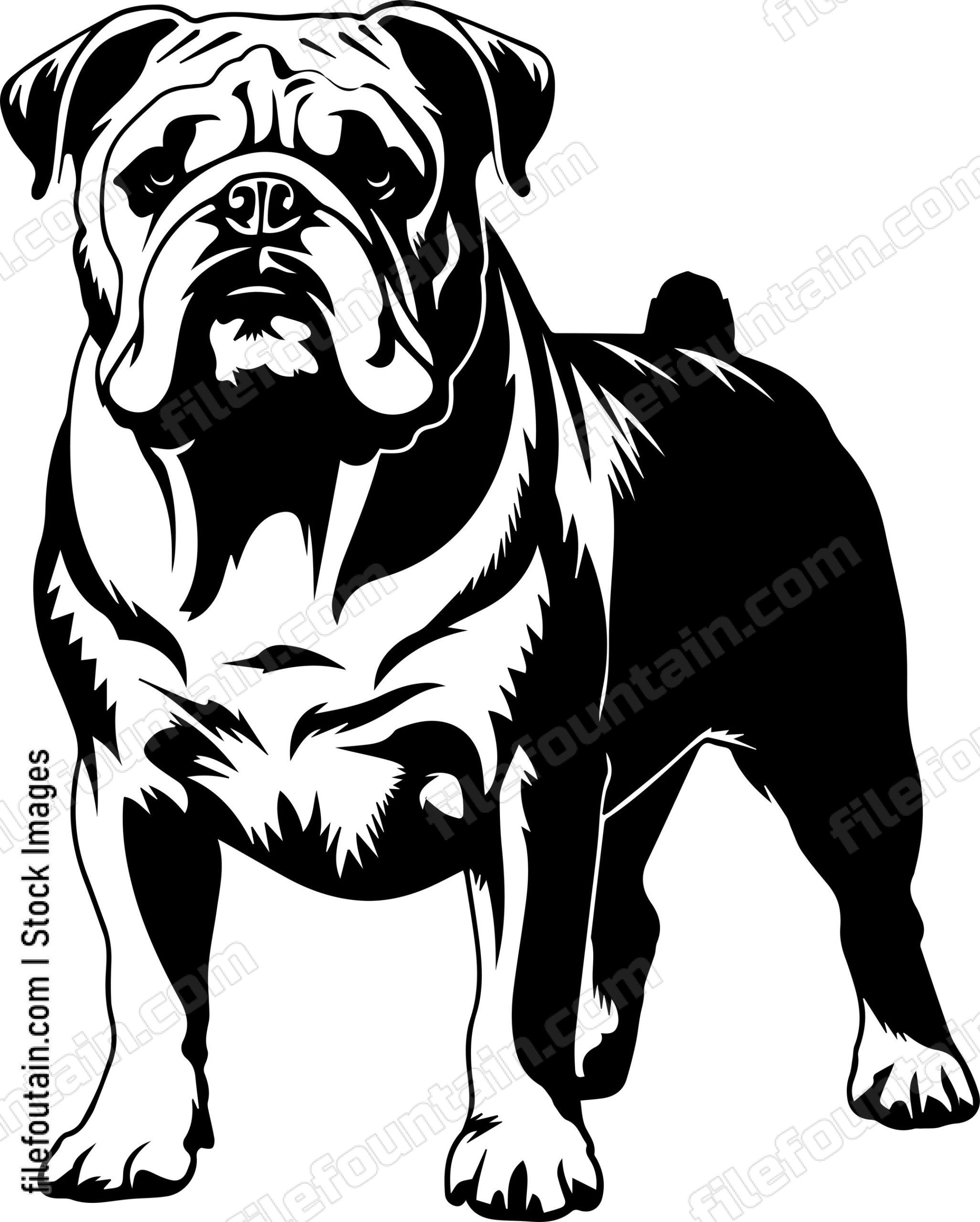 English Bulldog