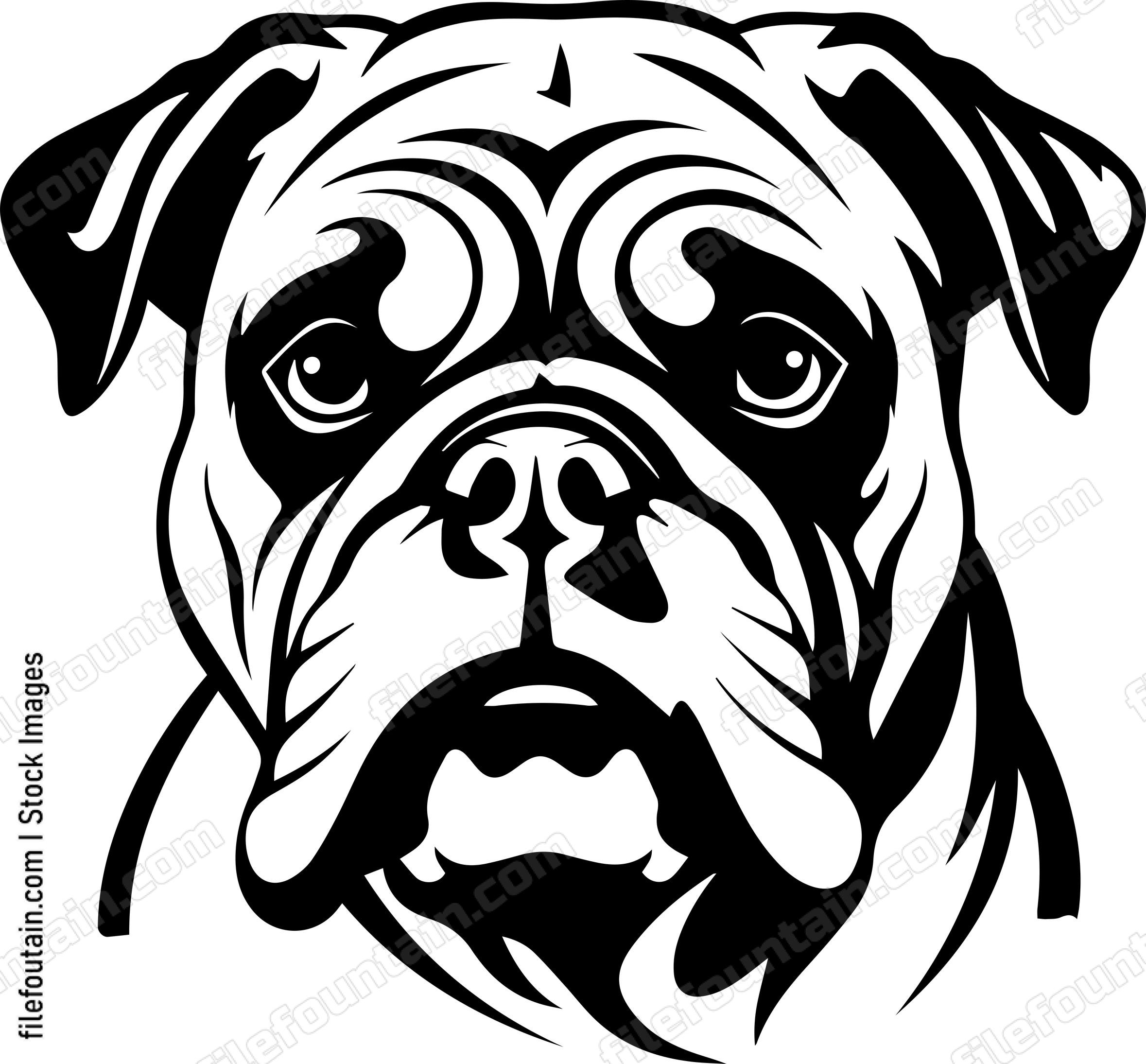 English Bulldog