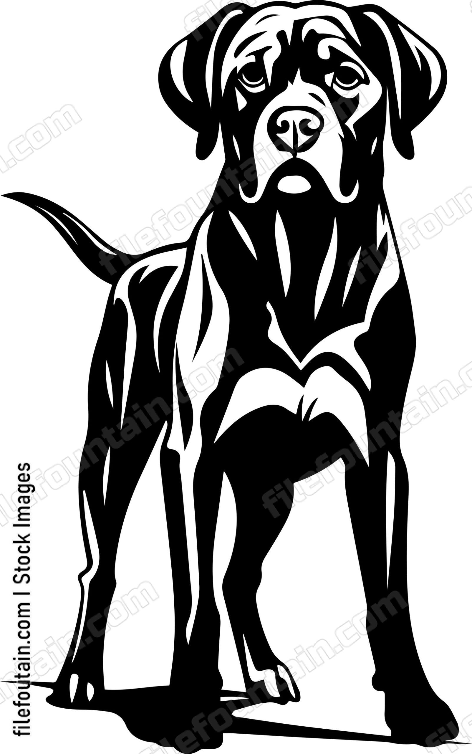 English Mastiff
