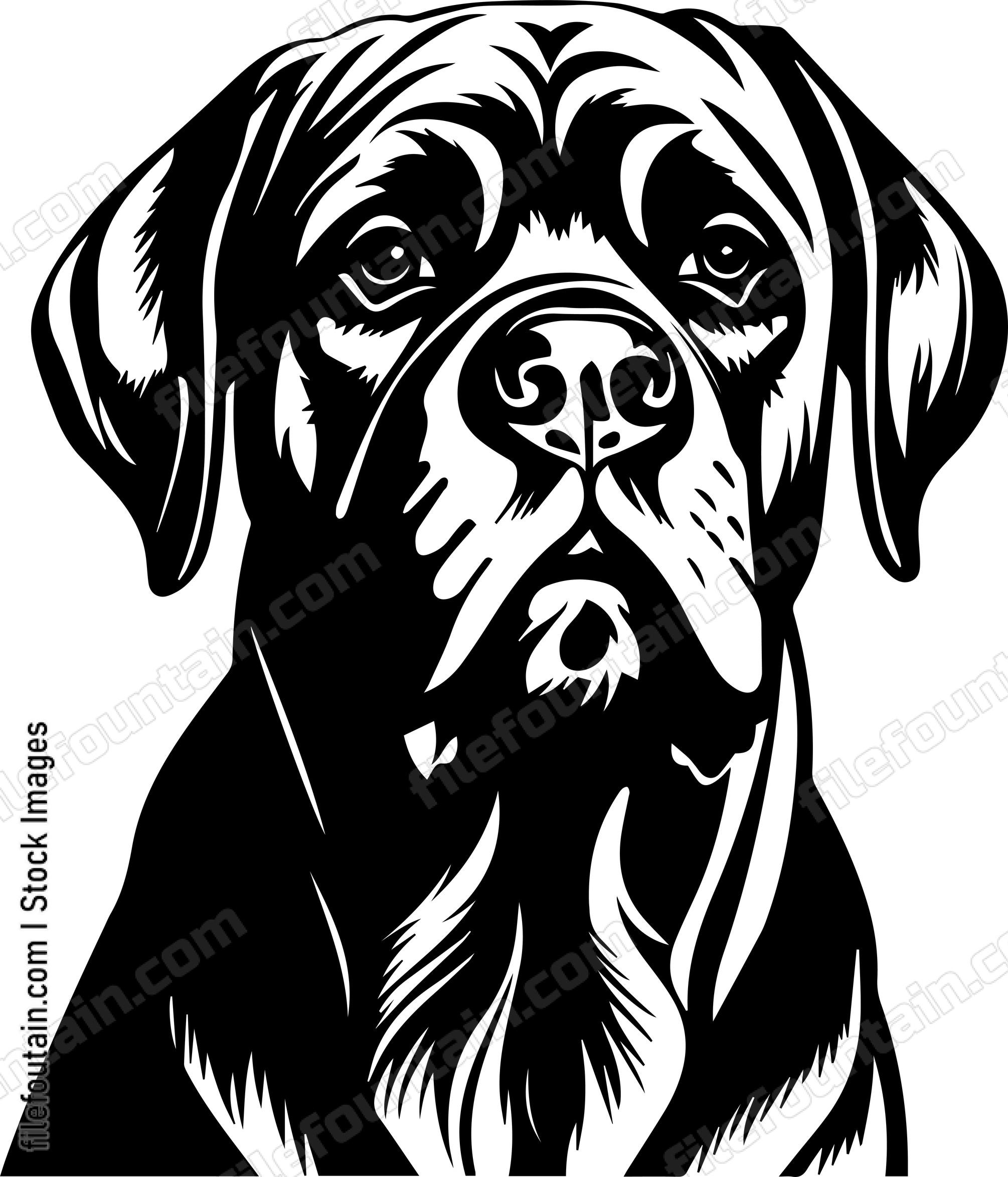 English Mastiff