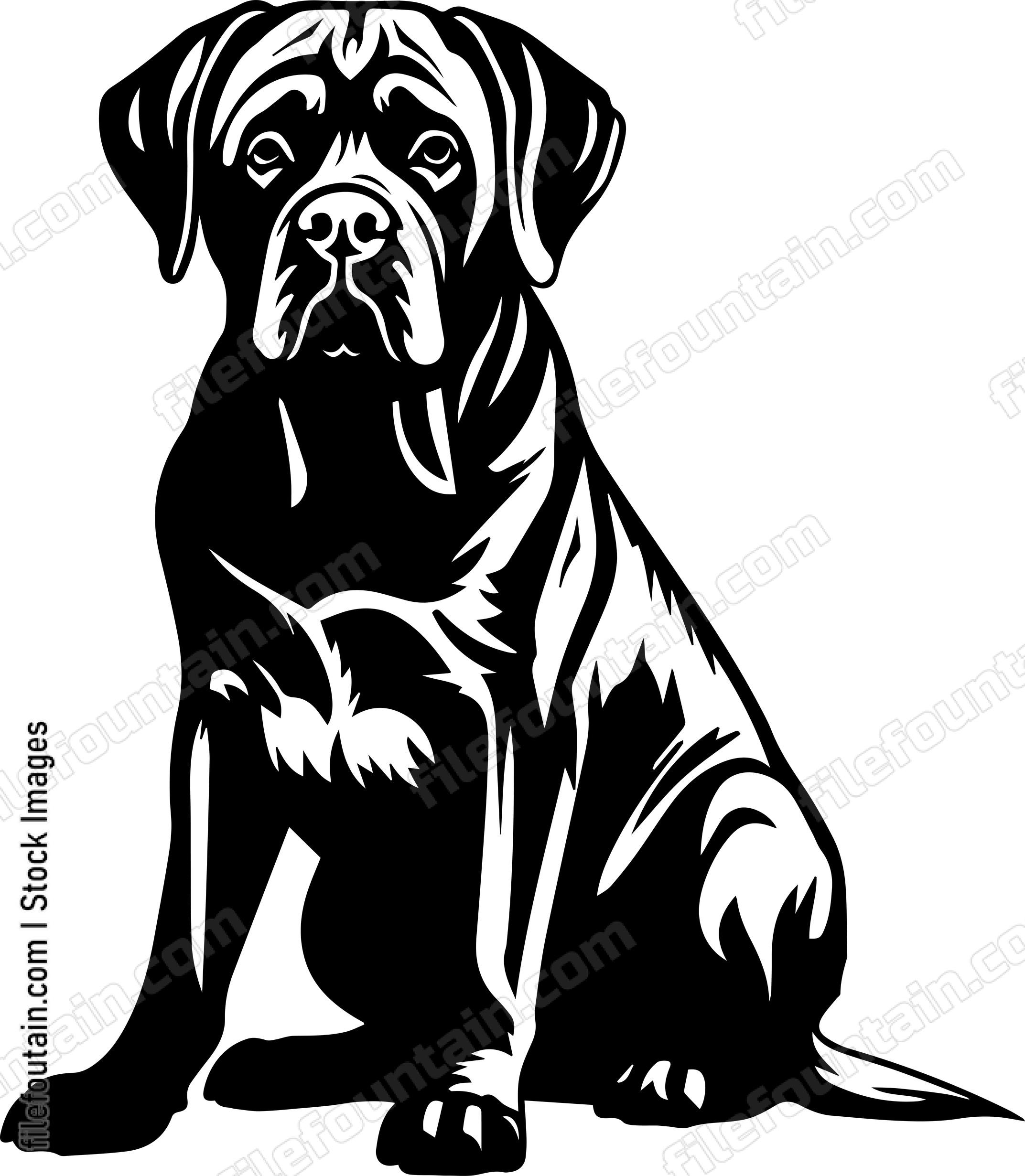 English Mastiff