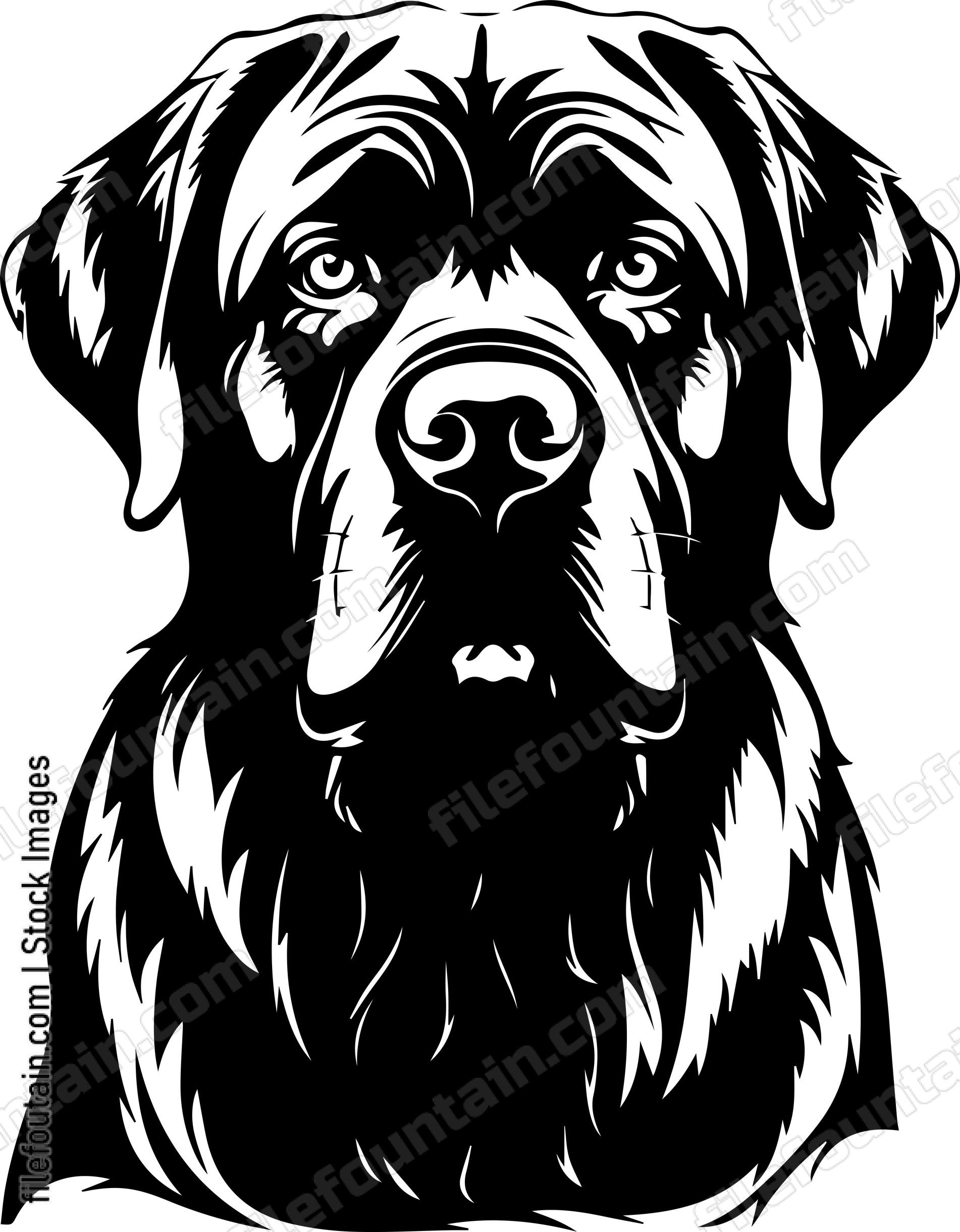 English Mastiff