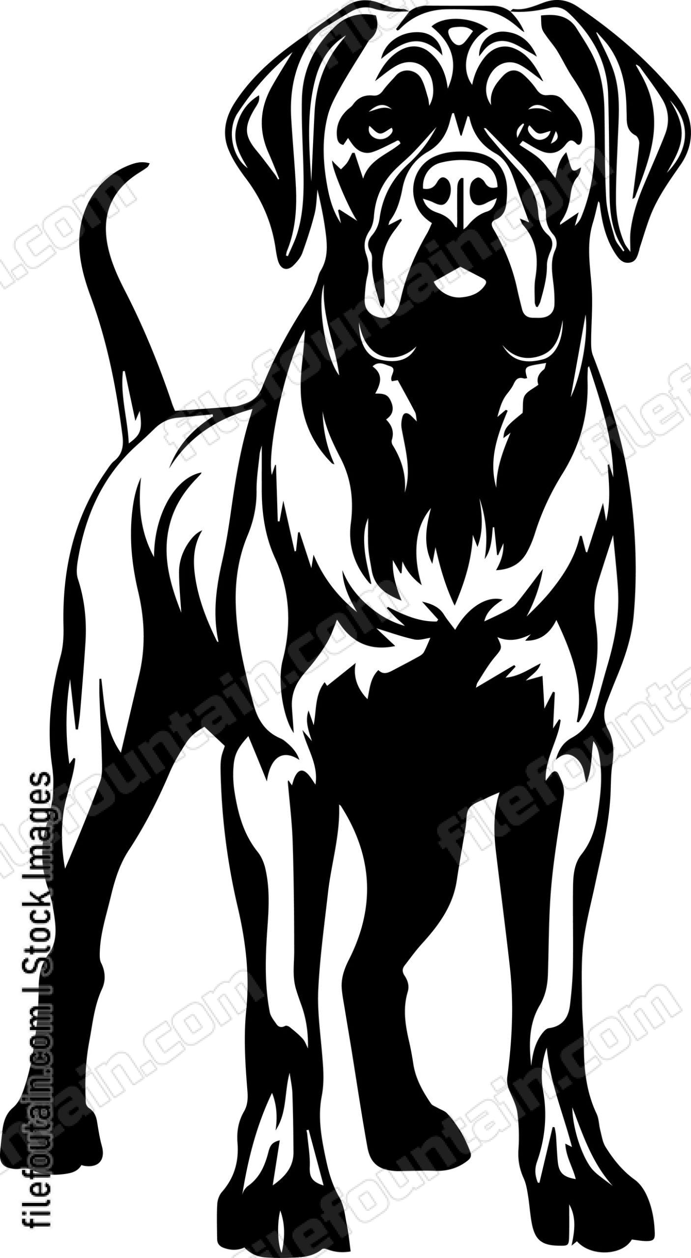 English Mastiff